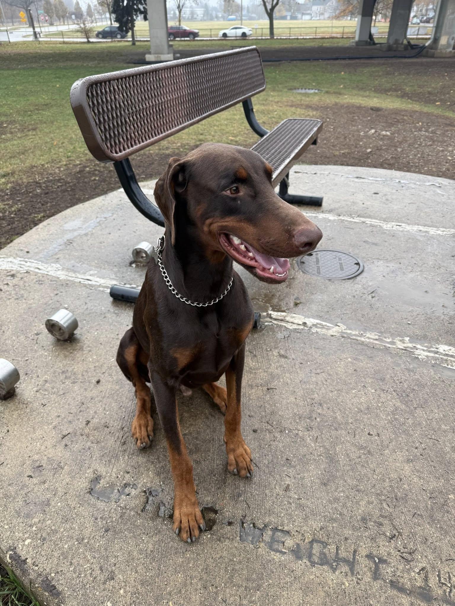 Enlarge Duke, a Adoptable Doberman Pinscher in Elkhorn, WI image 5/5