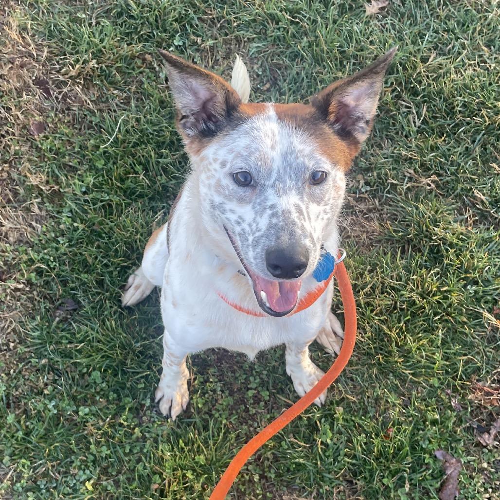 Enlarge Bagel, a Adoptable mixed breed in Springfield, MO image 2/6