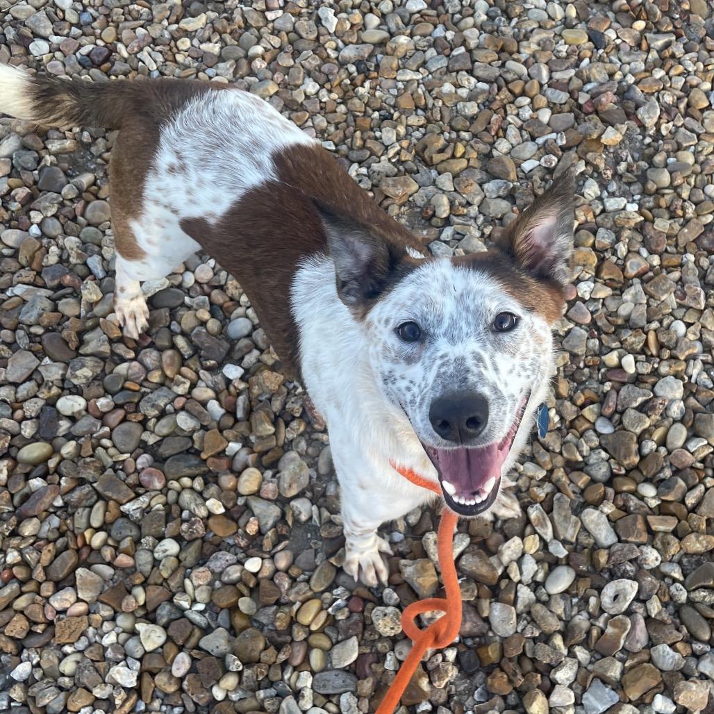 Enlarge Bagel, a Adoptable mixed breed in Springfield, MO image 4/6