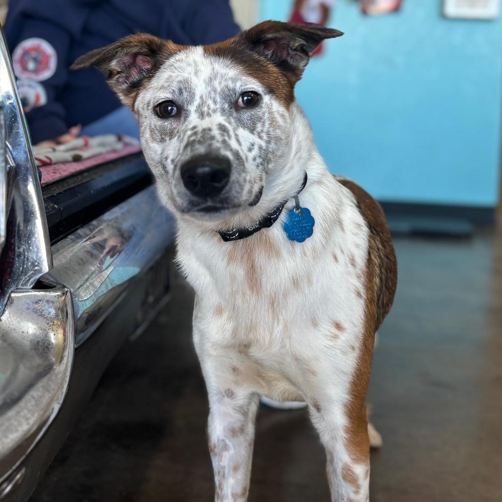 Enlarge Bagel, a Adoptable mixed breed in Springfield, MO image 5/6