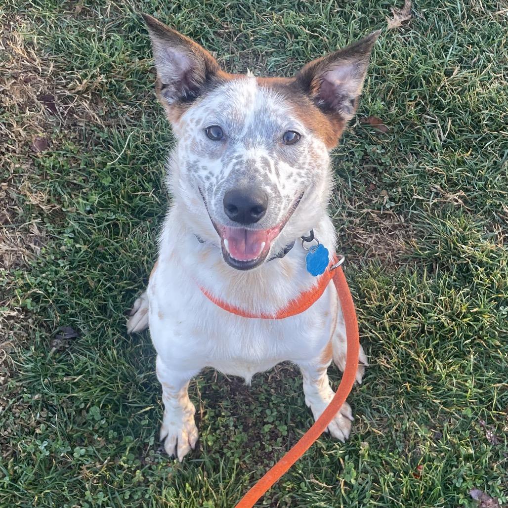Enlarge Bagel, a Adoptable mixed breed in Springfield, MO image 6/6