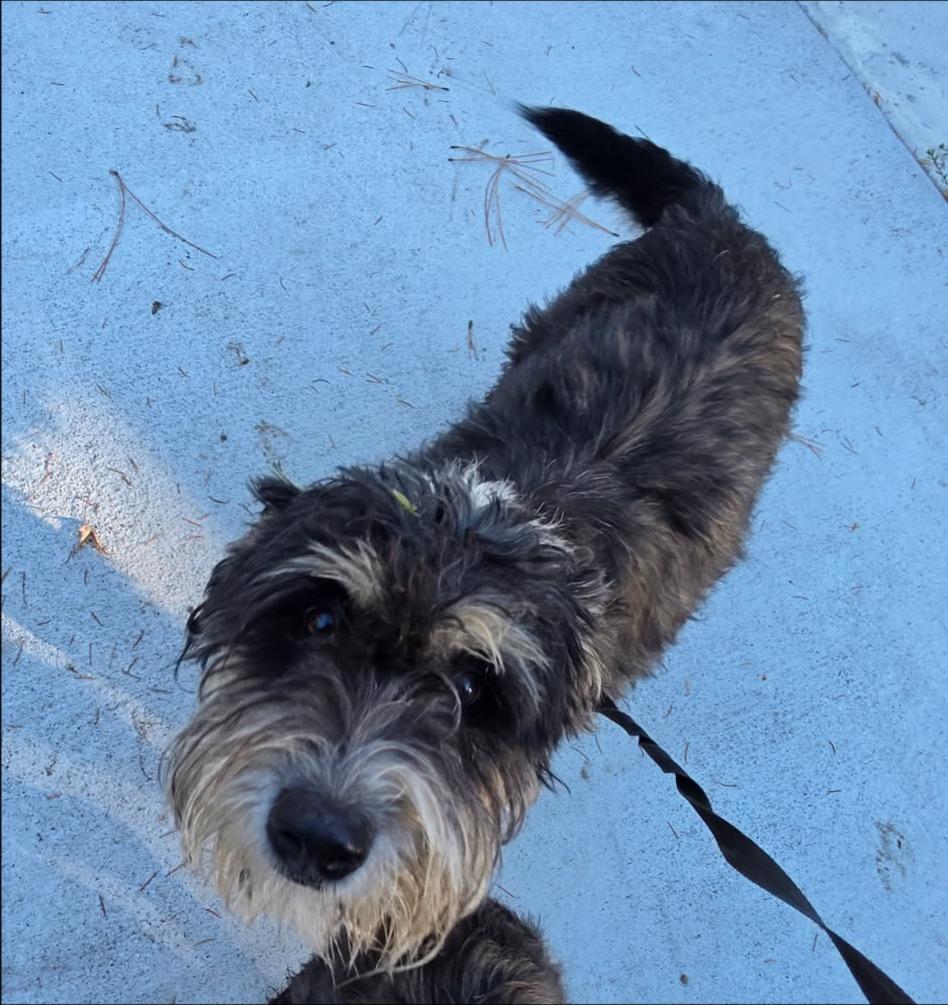 Gatsby, Adoptable, Adult Female Wirehaired Terrier & Schnauzer.