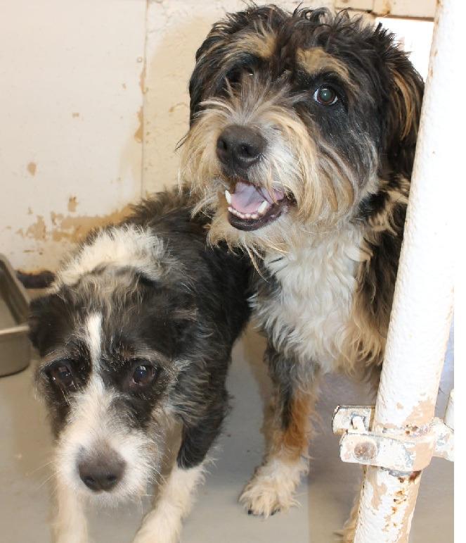 Enlarge Gatsby, a Adoptable mixed breed in Thompson Falls, MT image 2/2