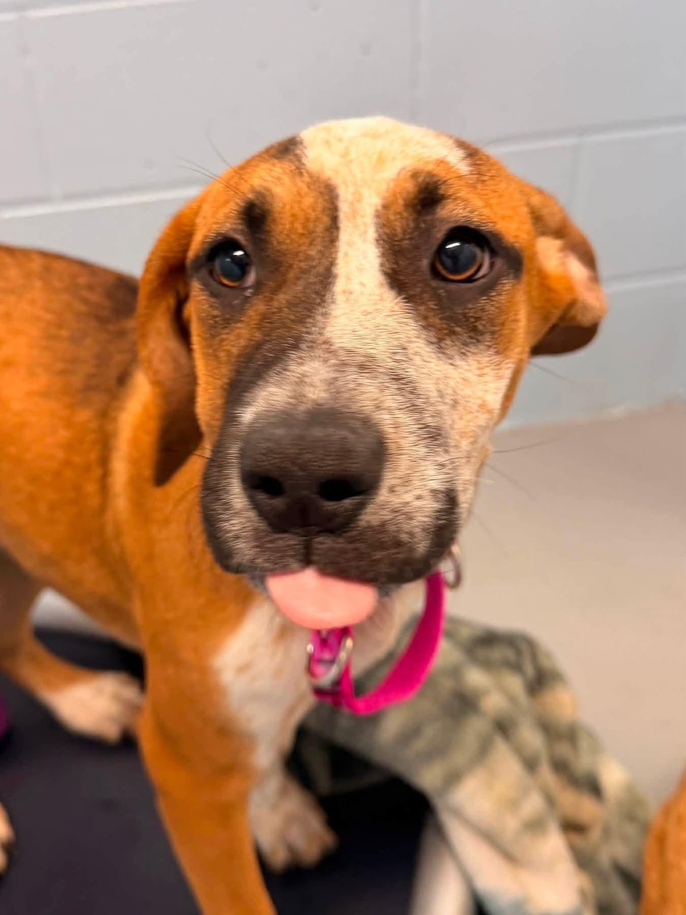 Enlarge Twix, a Adoptable Mixed Breed in Appleton, WI image 3/3
