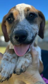Enlarge Twix, a Adoptable Mixed Breed in Appleton, WI image 2/3