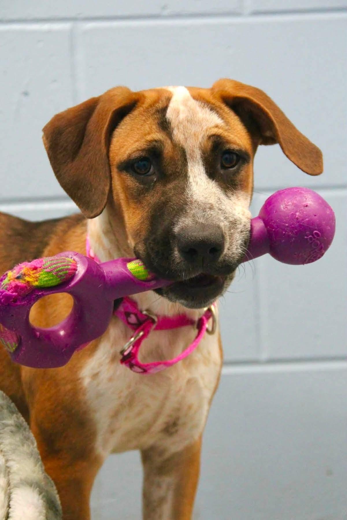 Enlarge Twix, a Adoptable Mixed Breed in Appleton, WI image 1/3