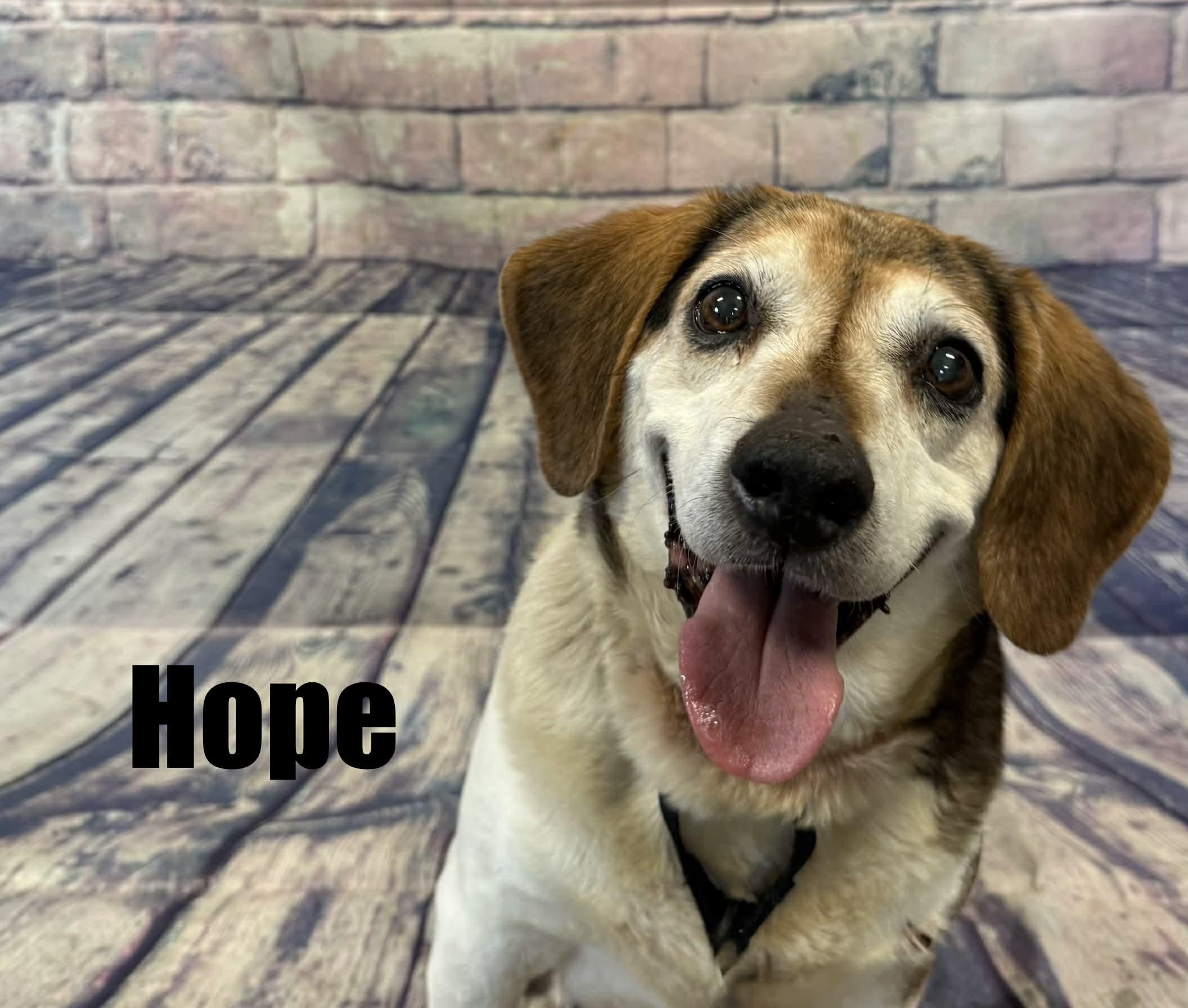 Enlarge Hope, an adoptable Beagle in Quincy, MI image 4/4