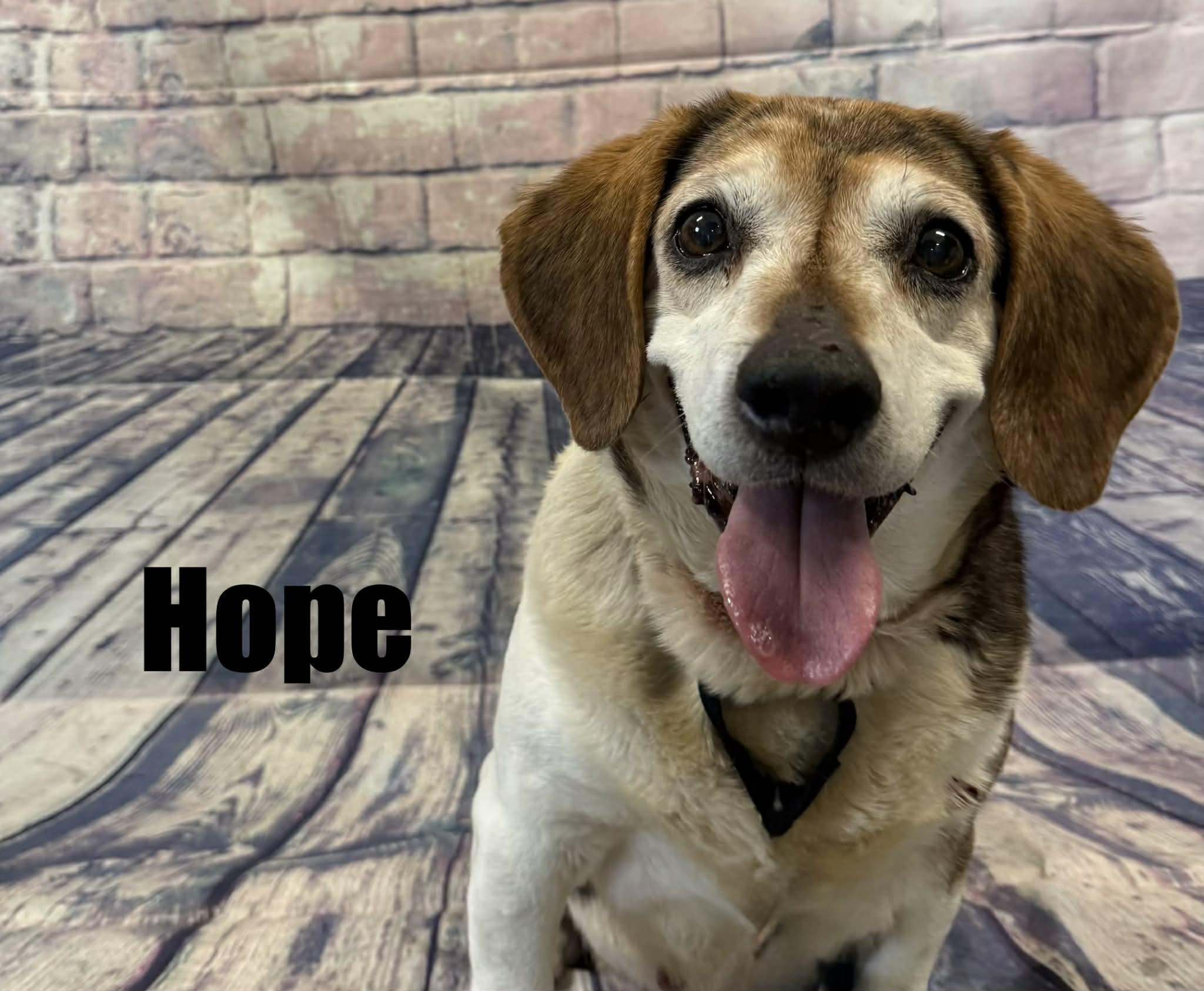 Enlarge Hope, an adoptable Beagle in Quincy, MI image 3/4