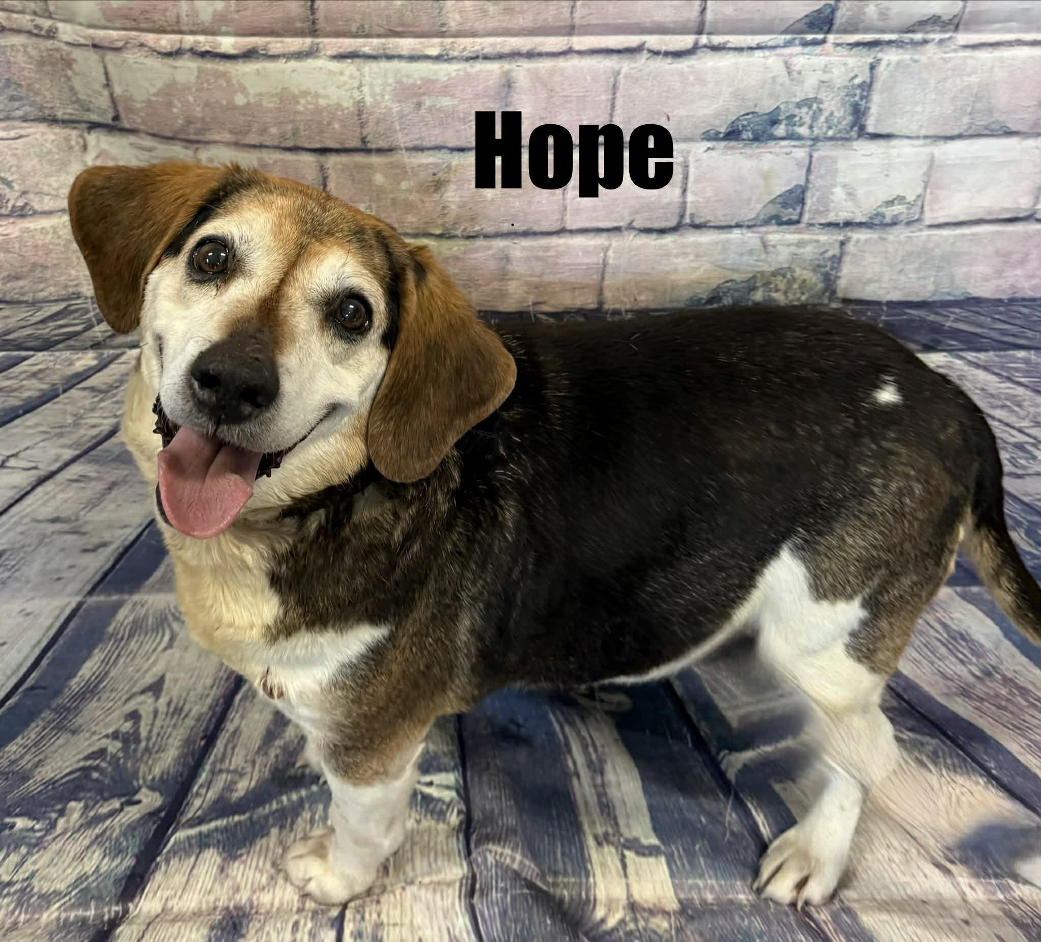 Hope, adoptable, Senior Female Beagle.
