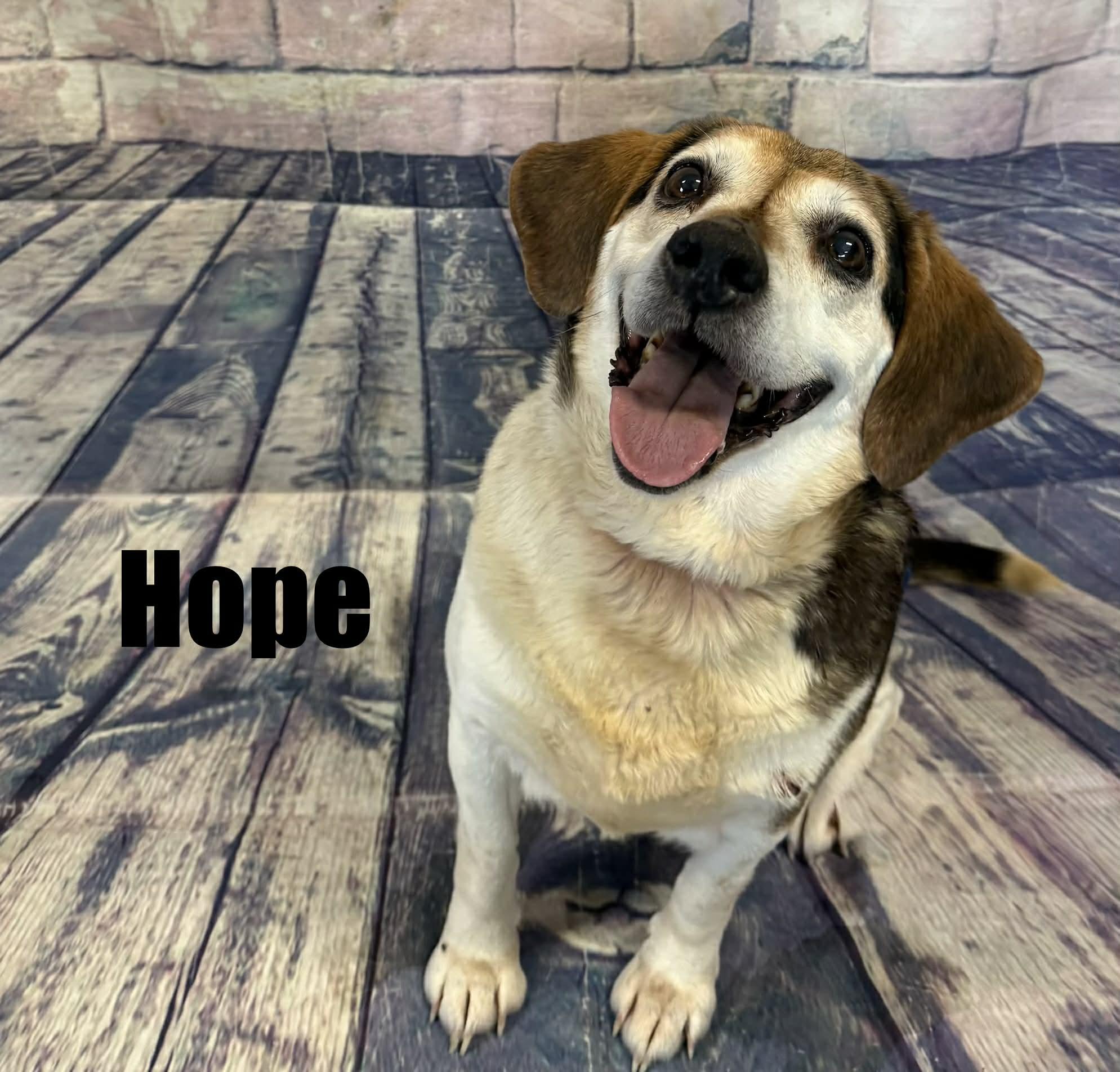 Enlarge Hope, an adoptable Beagle in Quincy, MI image 2/4