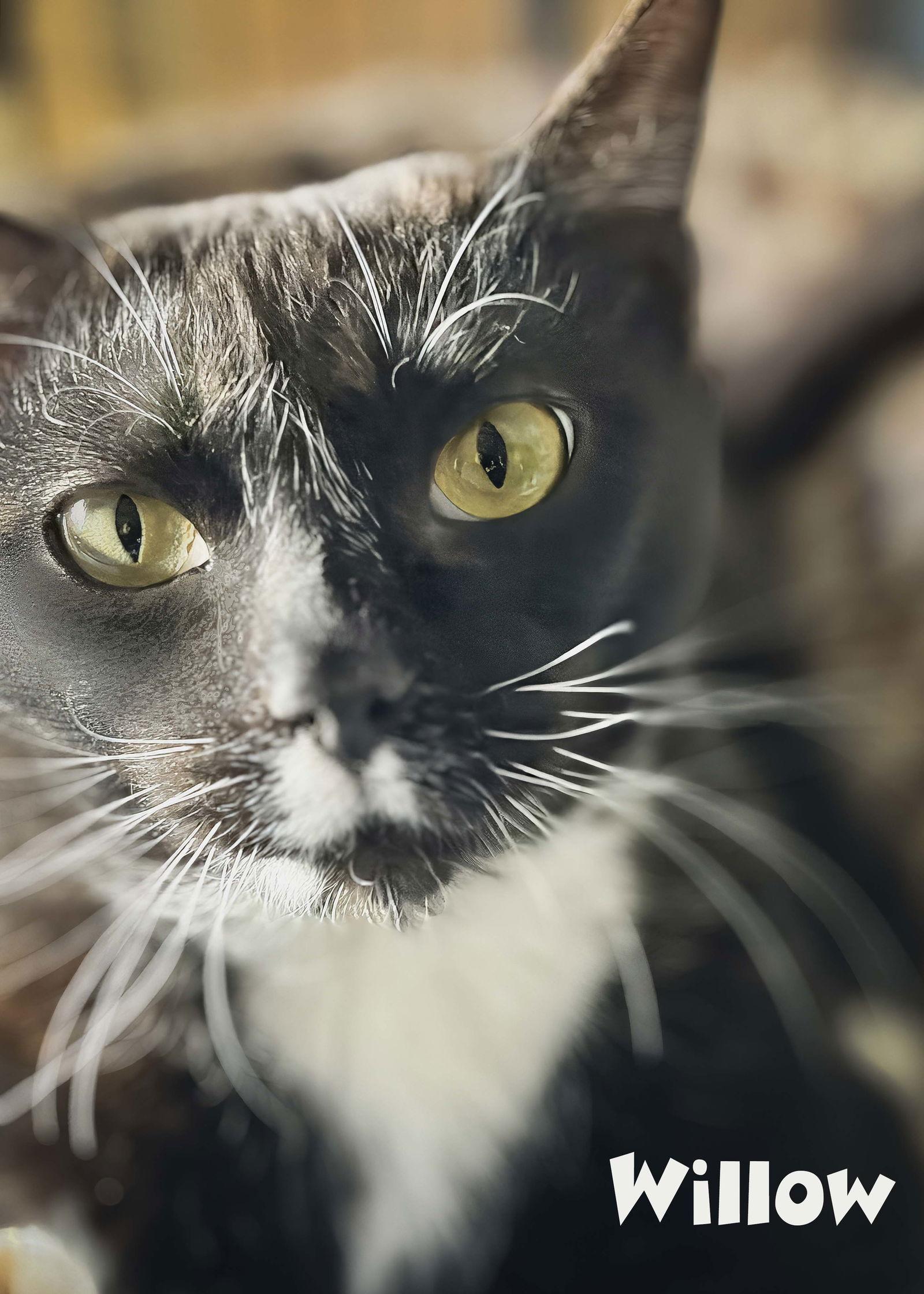 Enlarge Penny, a Adoptable Domestic Short Hair in Wilmington, NC image 2/3