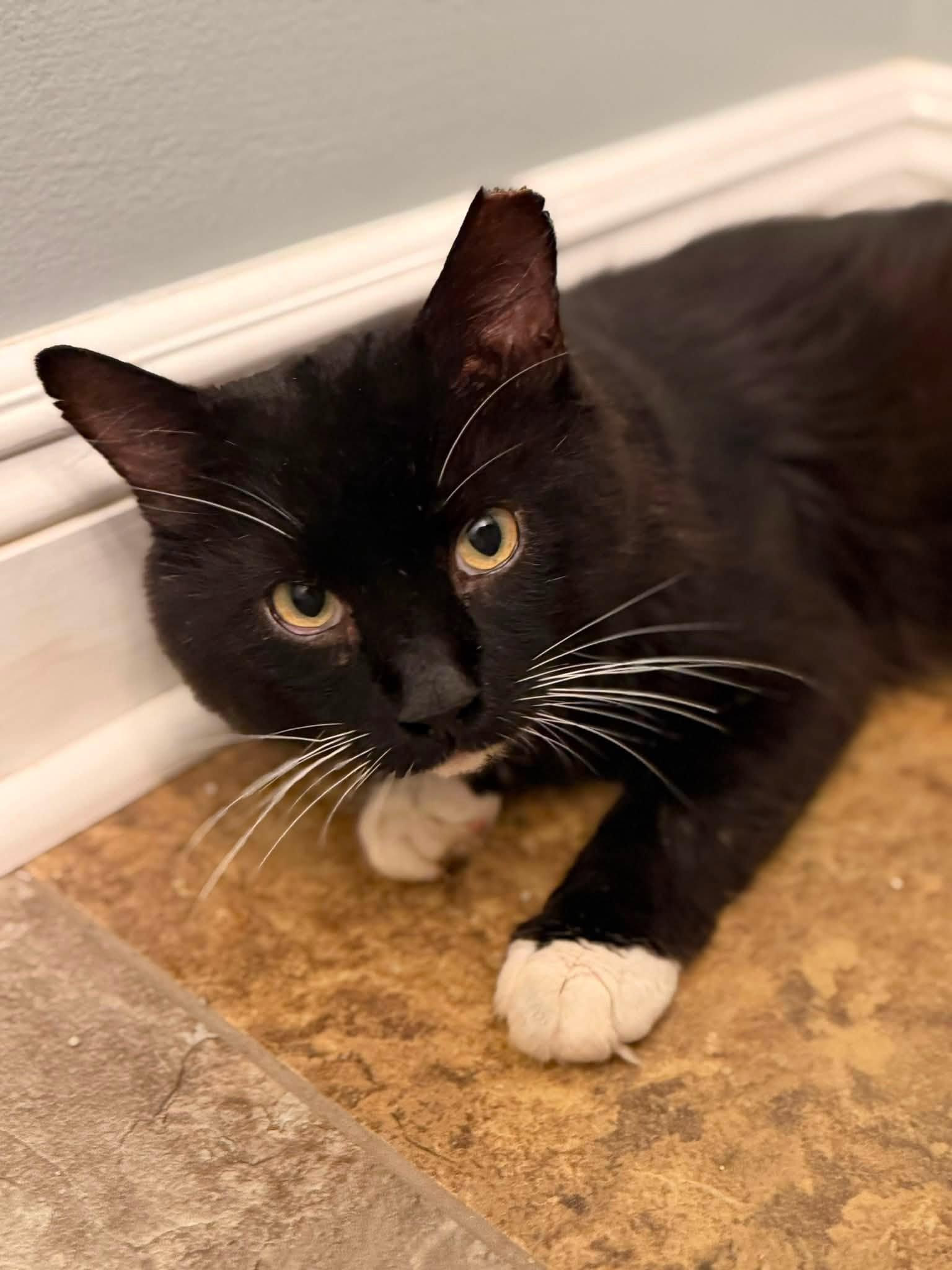 Merlin, an adoptable mixed breed in Solon, OH image 4/4