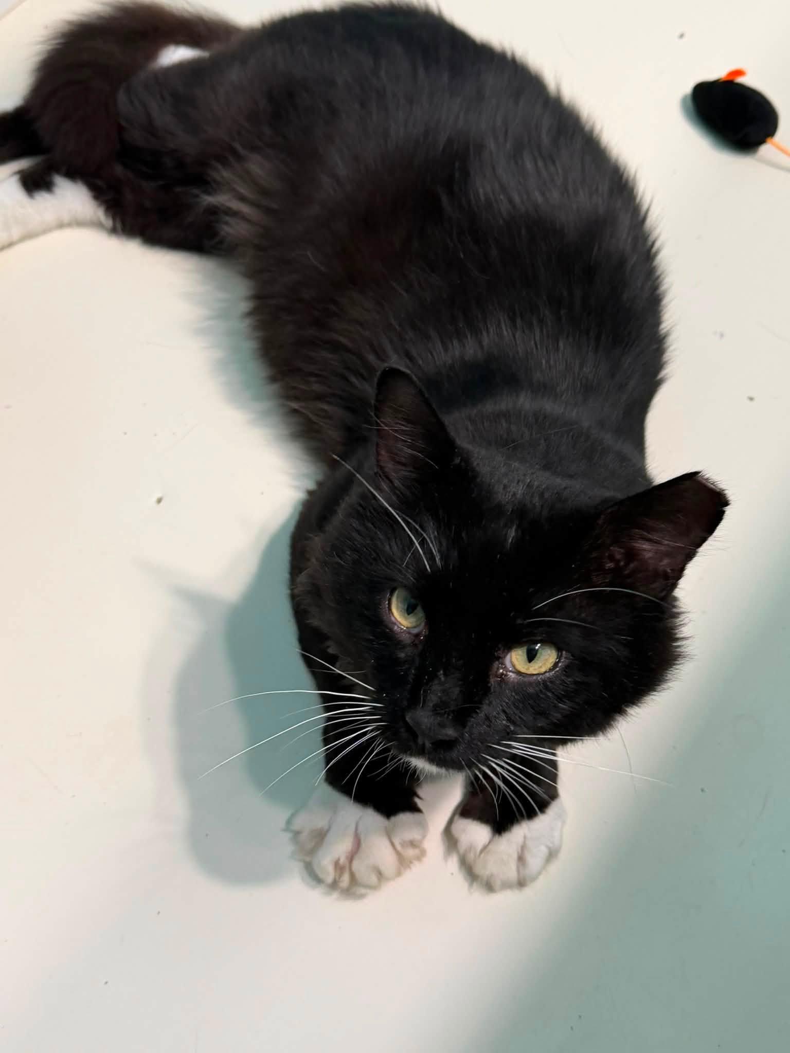 Merlin, an adoptable mixed breed in Solon, OH image 2/4