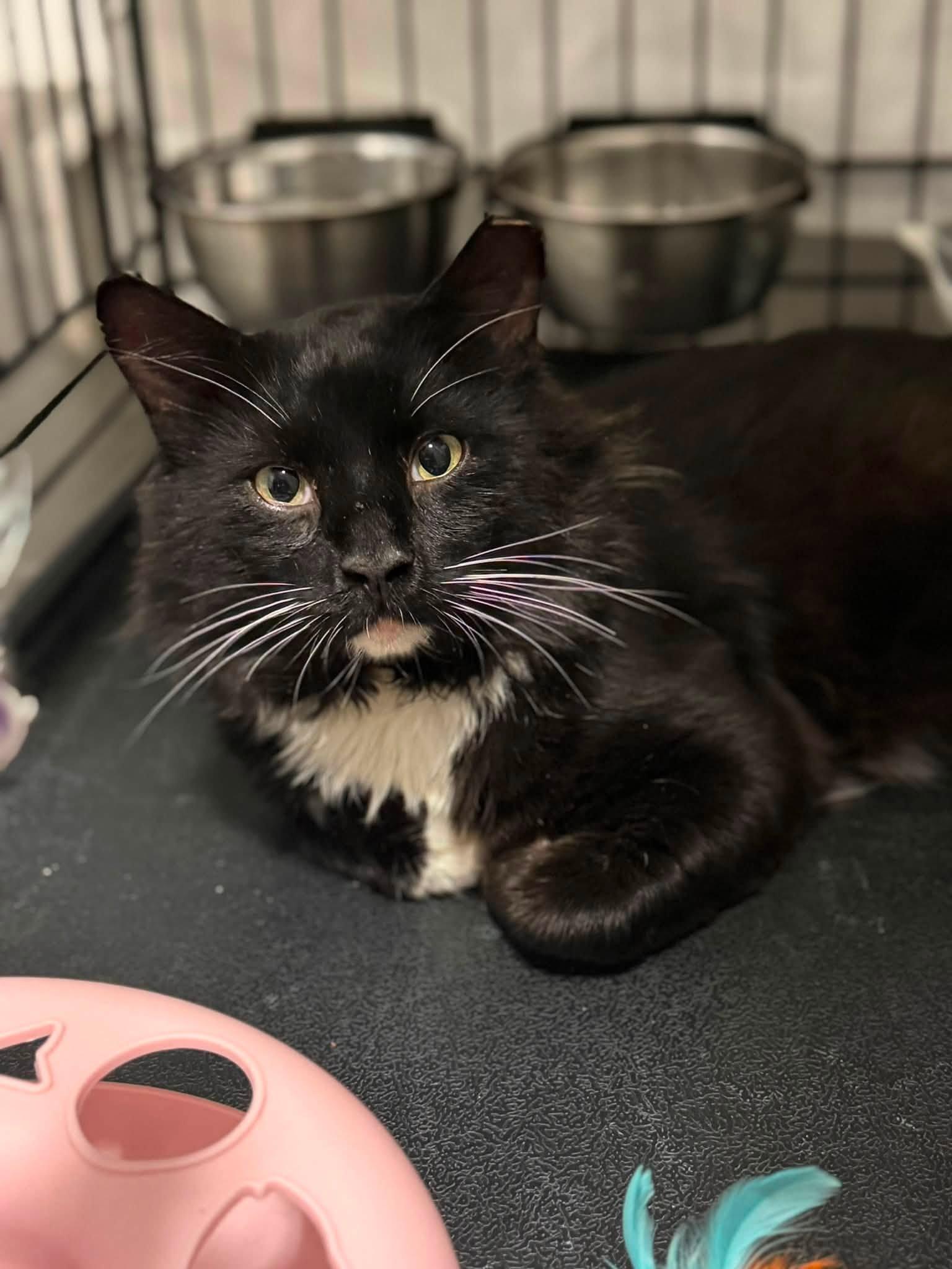 Merlin, adoptable, Adult Male Maine Coon & Domestic Medium Hair.