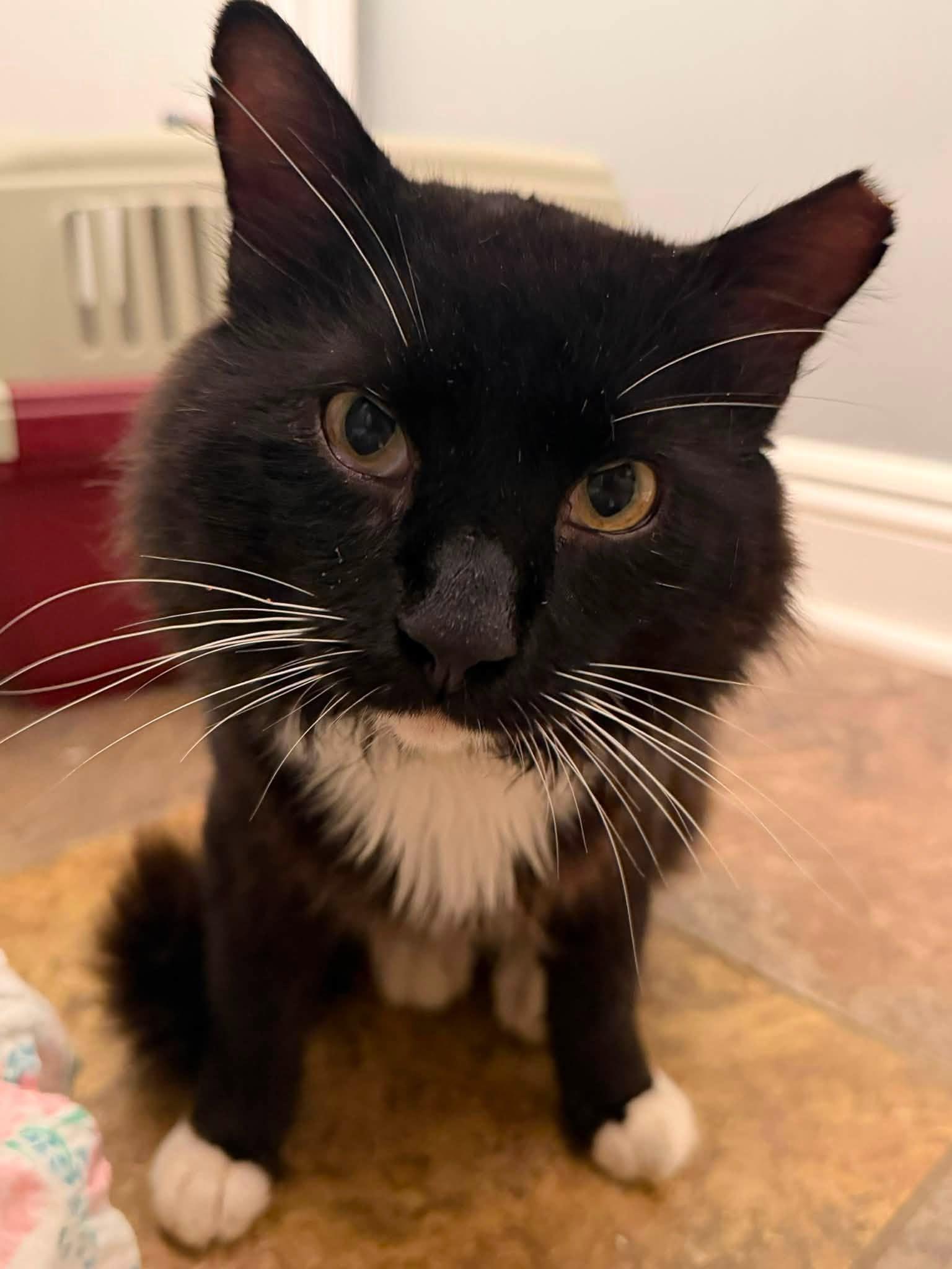 Merlin, an adoptable mixed breed in Solon, OH image 3/4