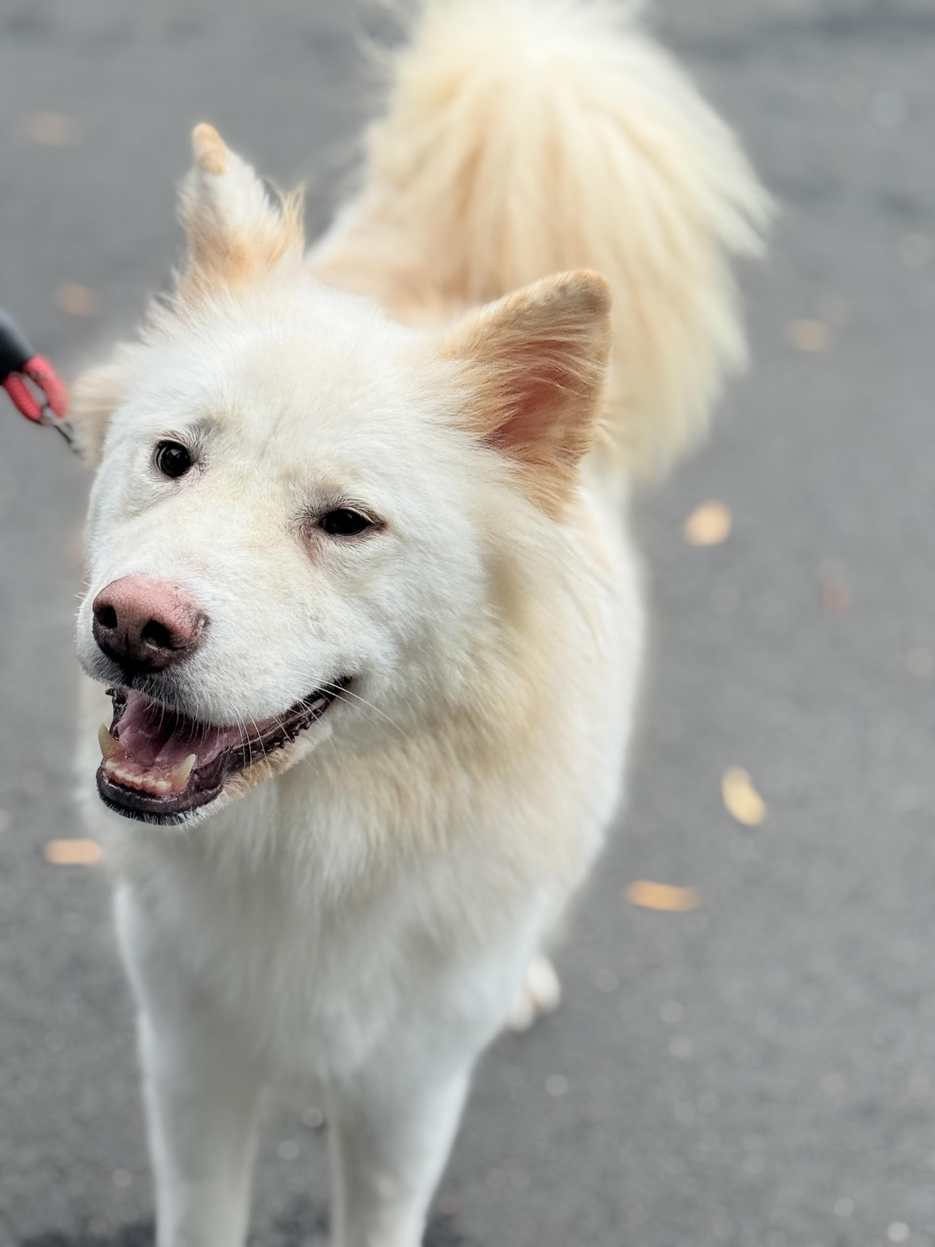 Casper, an adoptable Samoyed in Centreville, VA, 20120 | Photo Image 4