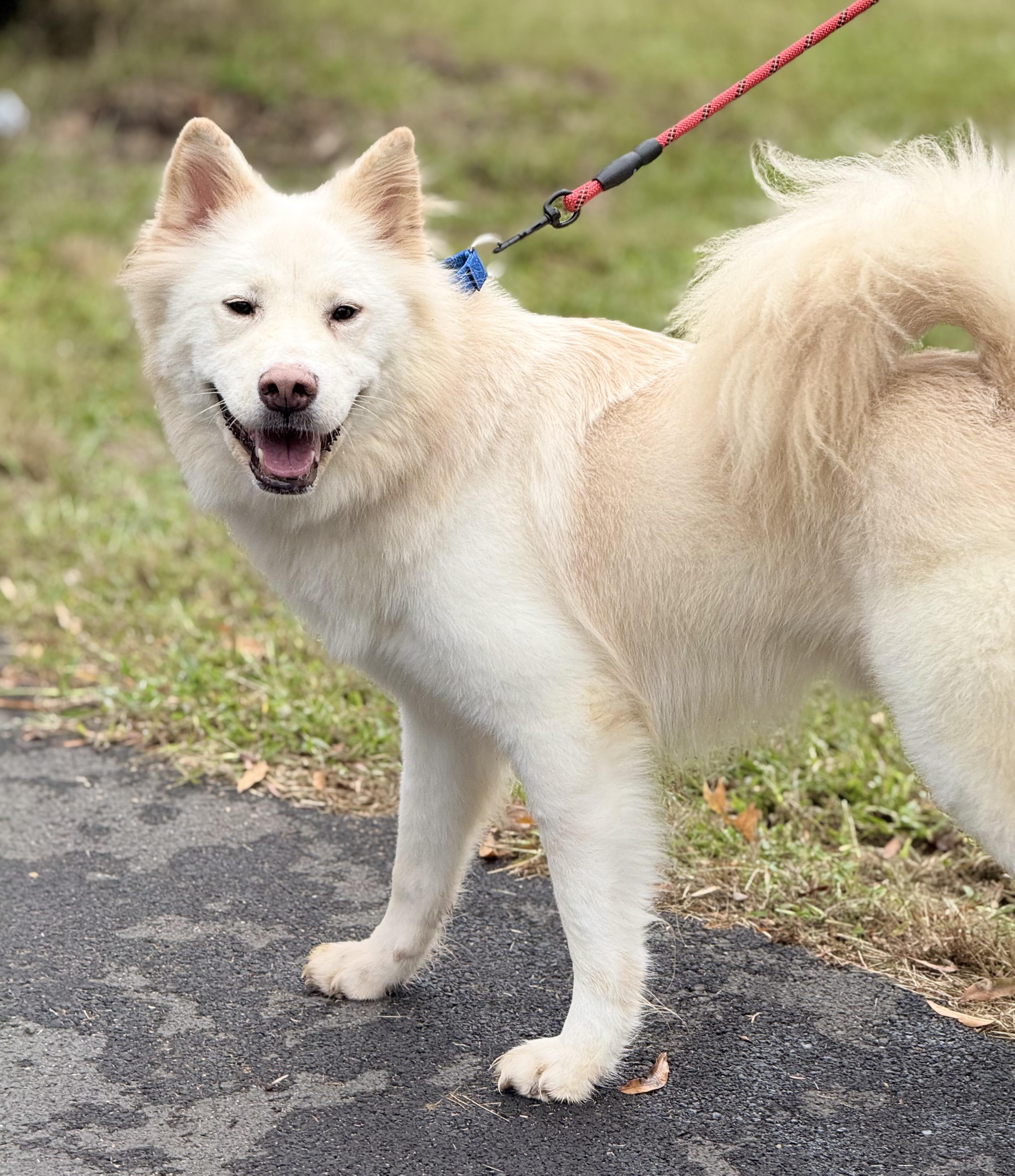 Casper, an adoptable Samoyed in Centreville, VA, 20120 | Photo Image 3
