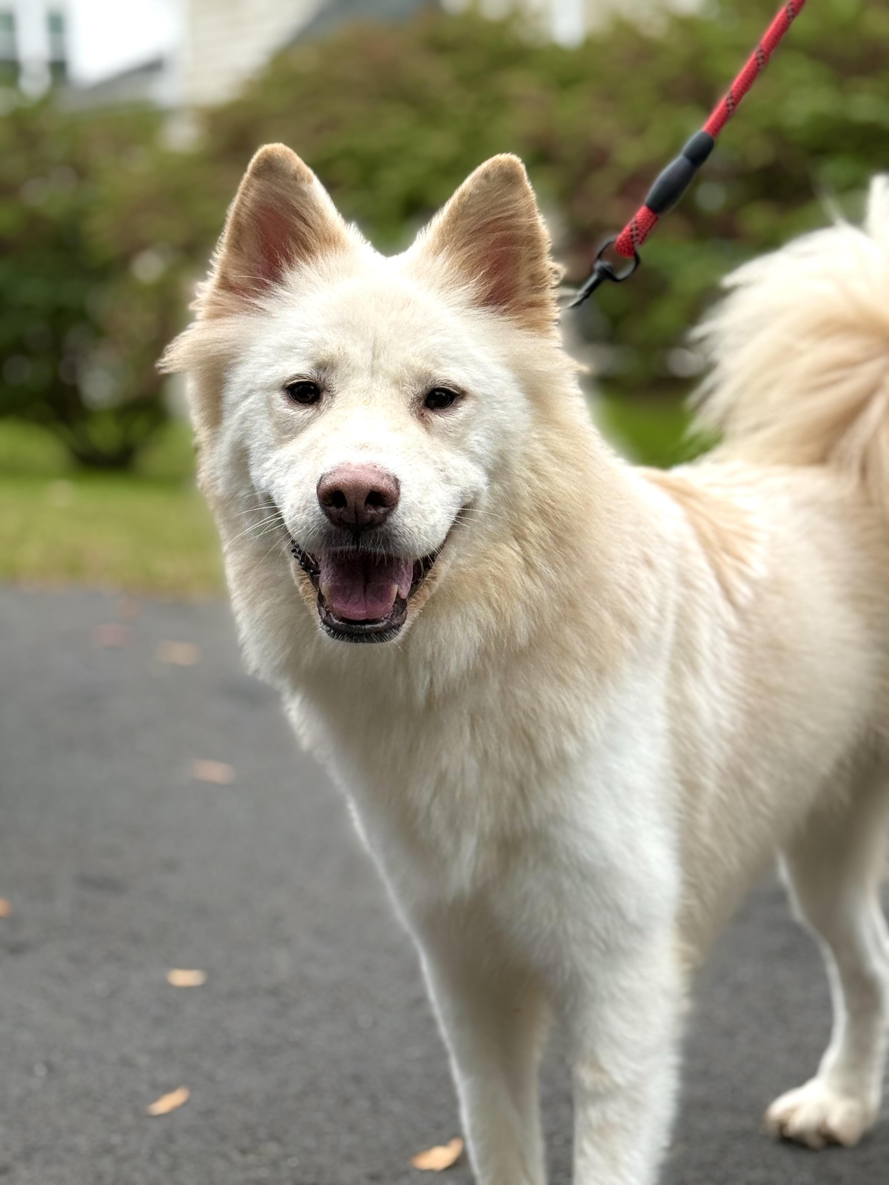 Casper, an adoptable Samoyed in Centreville, VA, 20120 | Photo Image 1