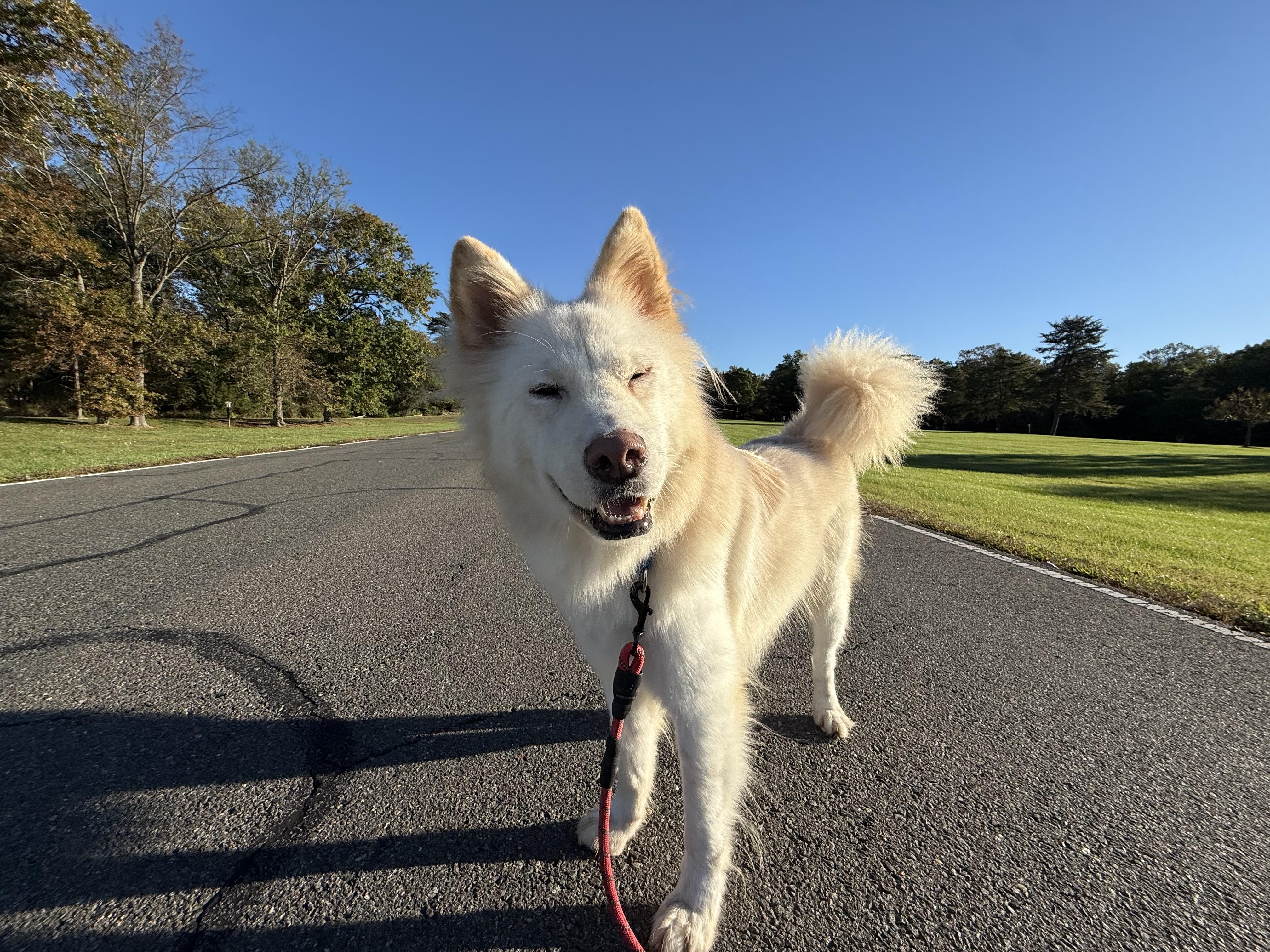 Casper, an adoptable Samoyed in Centreville, VA, 20120 | Photo Image 5