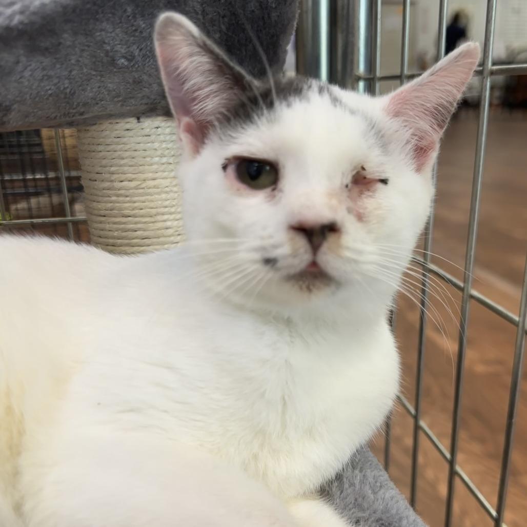 Merv, Adoptable, Young Male Domestic Short Hair.