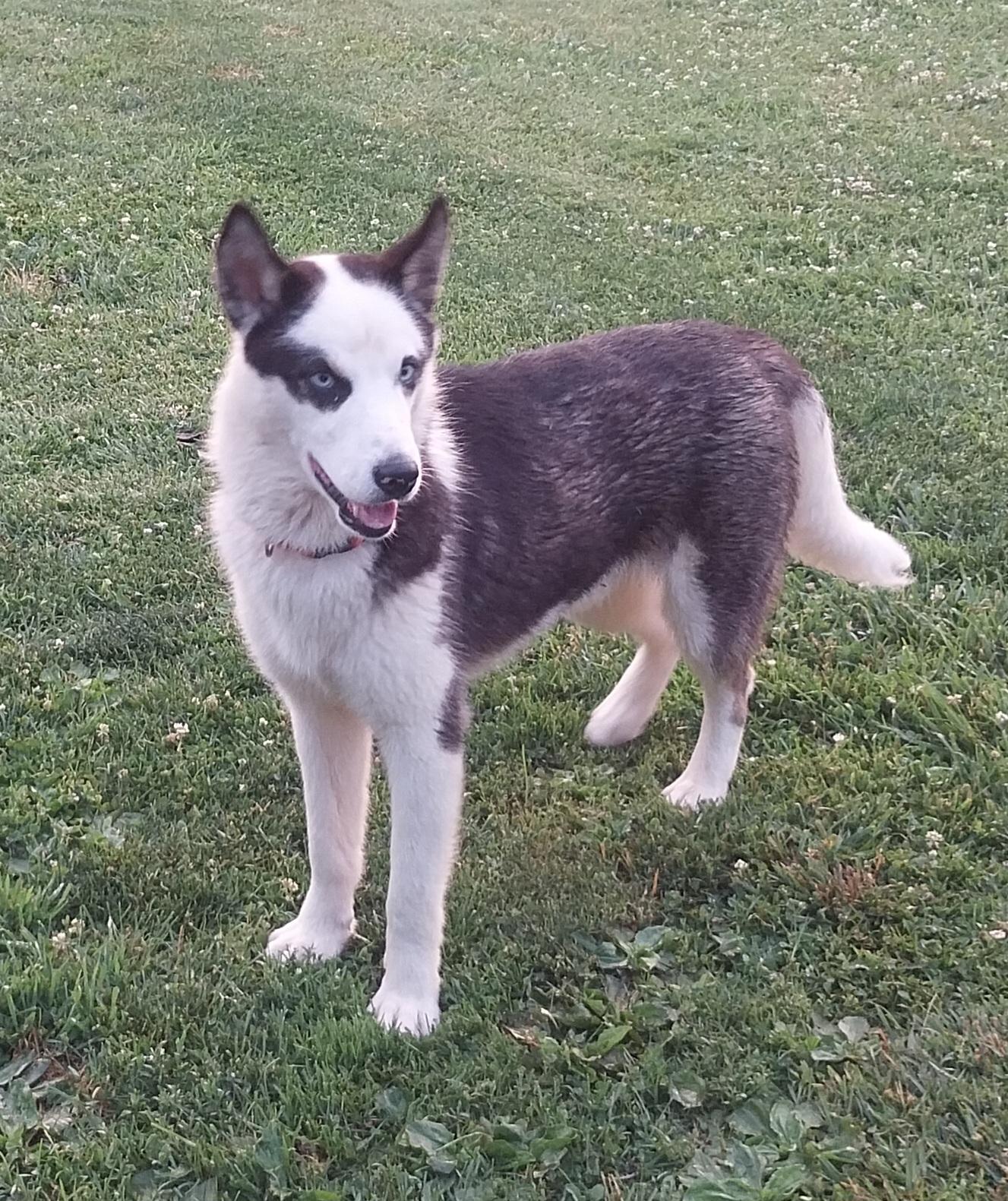 Enlarge BANDIT, a ADOPTABLE Husky in Louisville, OH image 2/5