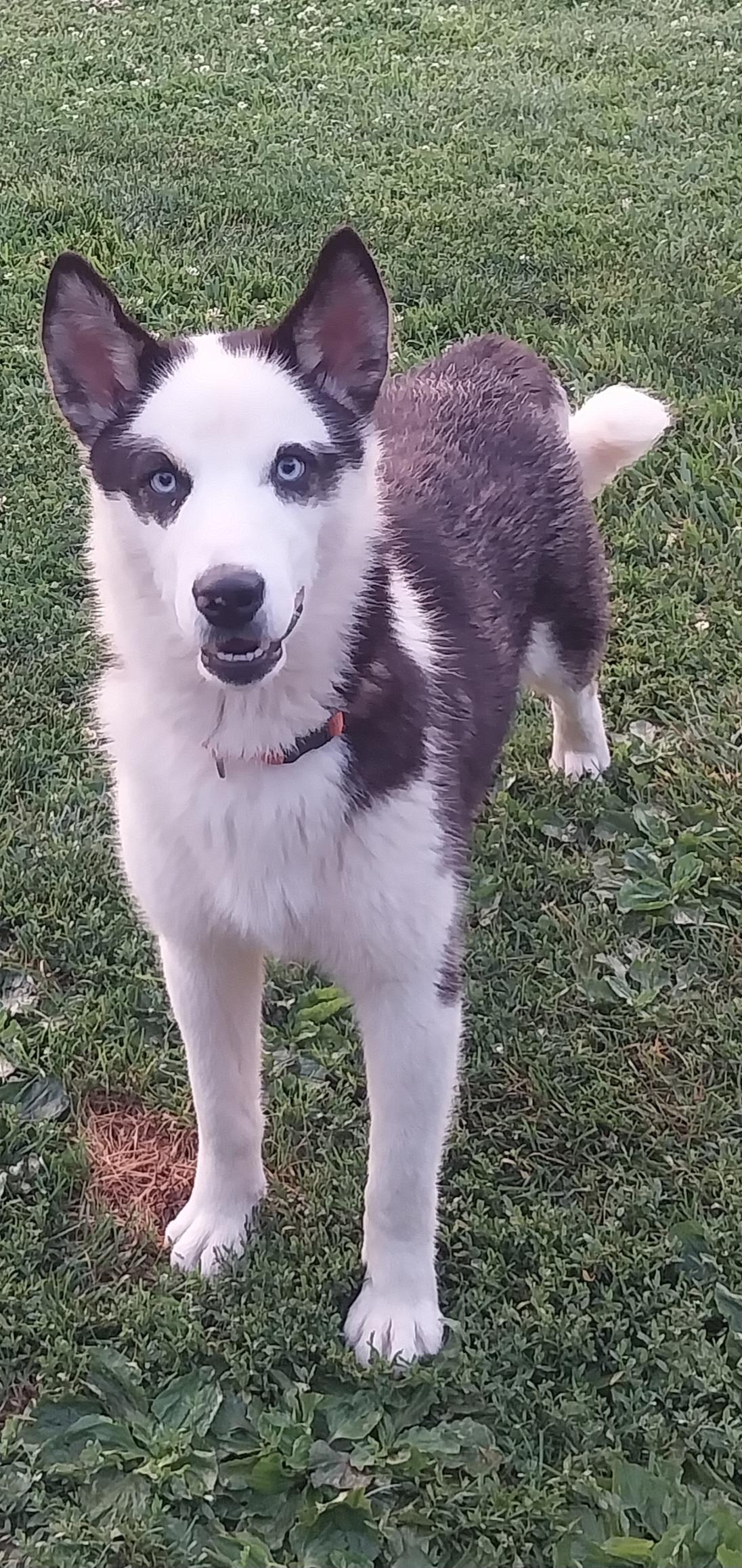Enlarge BANDIT, a ADOPTABLE Husky in Louisville, OH image 4/5