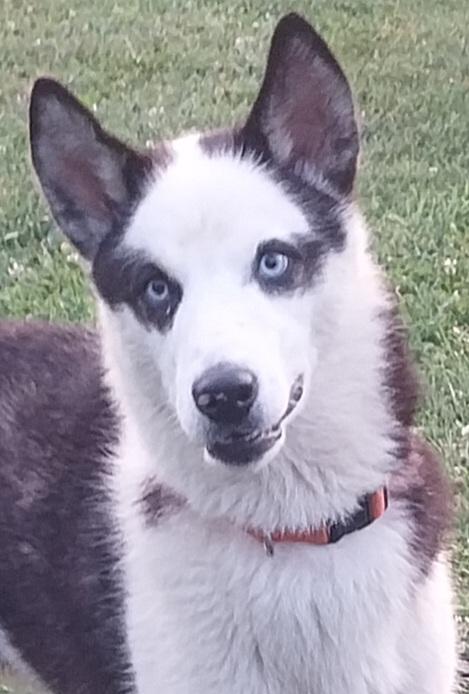 BANDIT, ADOPTABLE, Puppy Male Husky.