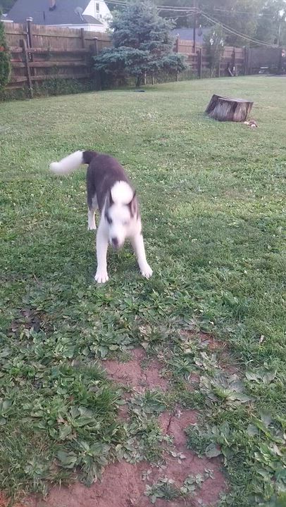 Enlarge BANDIT, a ADOPTABLE Husky in Louisville, OH video 5/5