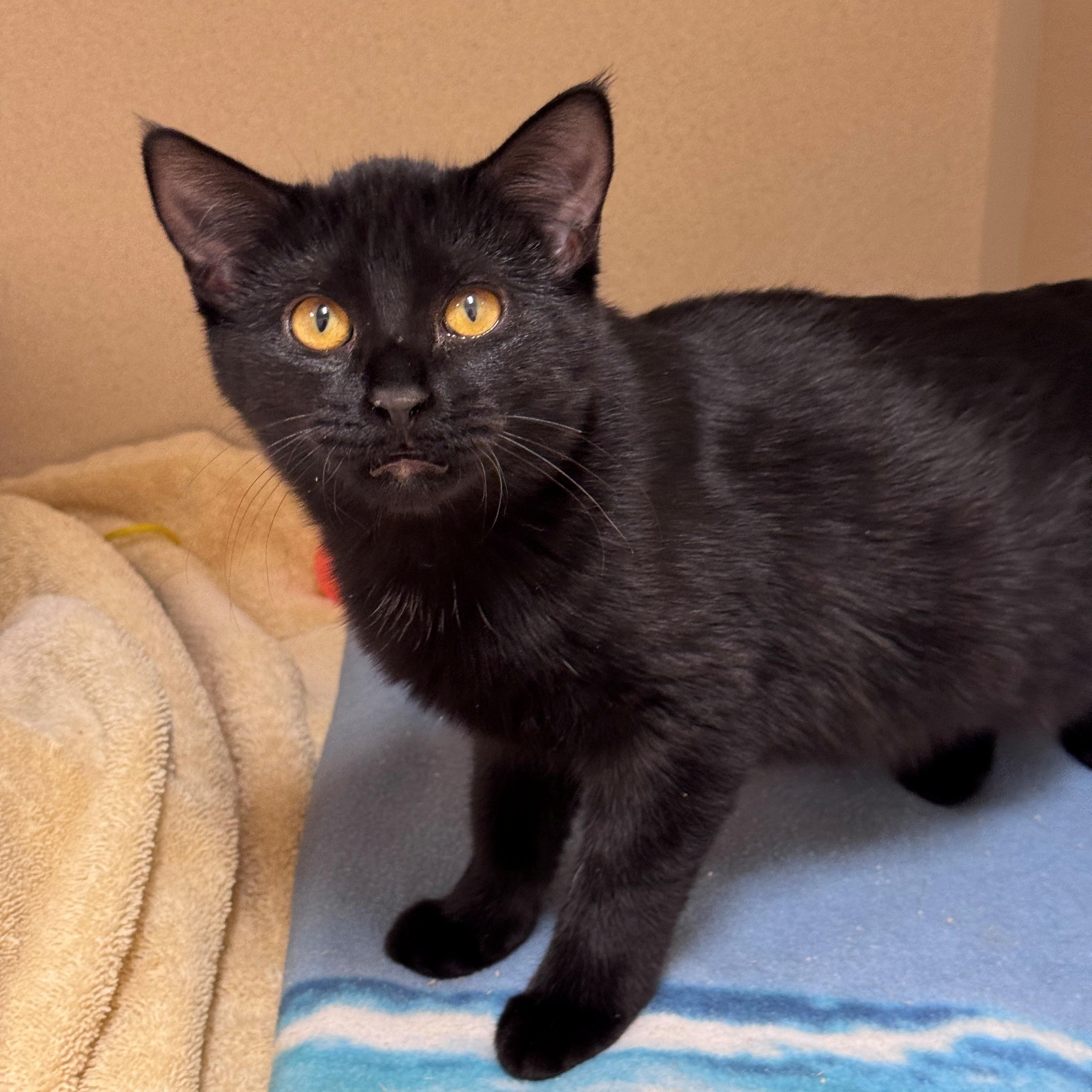 Enlarge Gloomy, a Adoptable American Shorthair in Hackensack, MN image 4/5
