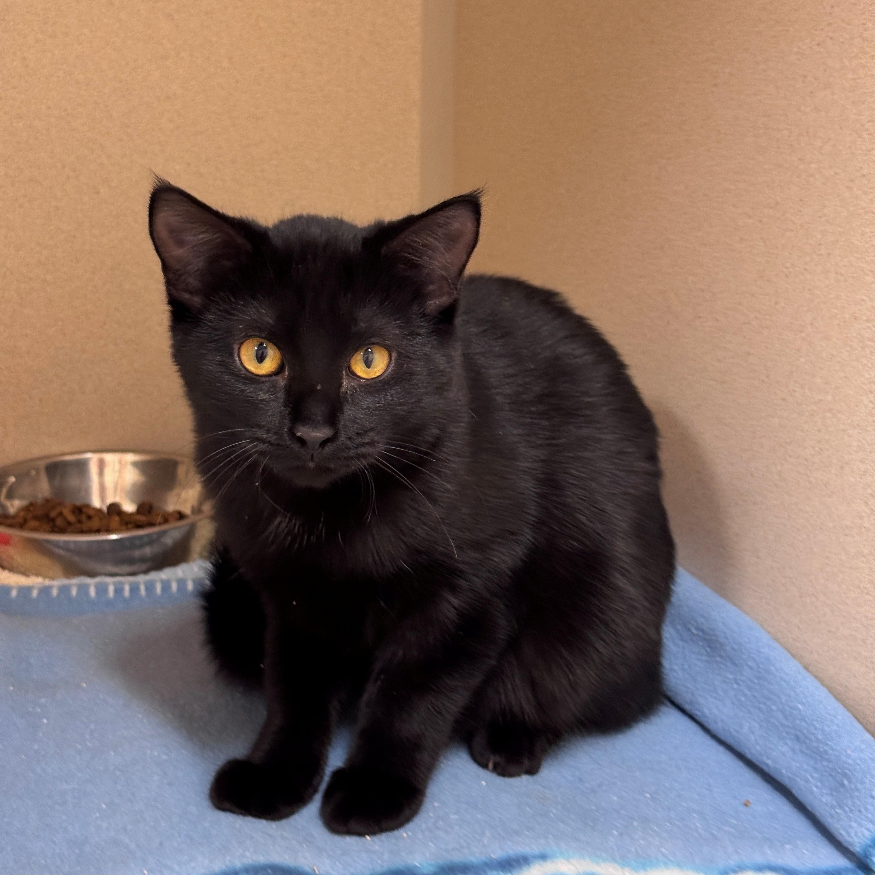 Enlarge Gloomy, a Adoptable American Shorthair in Hackensack, MN image 1/5