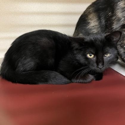 Enlarge Gloomy, a Adoptable American Shorthair in Hackensack, MN image 3/5