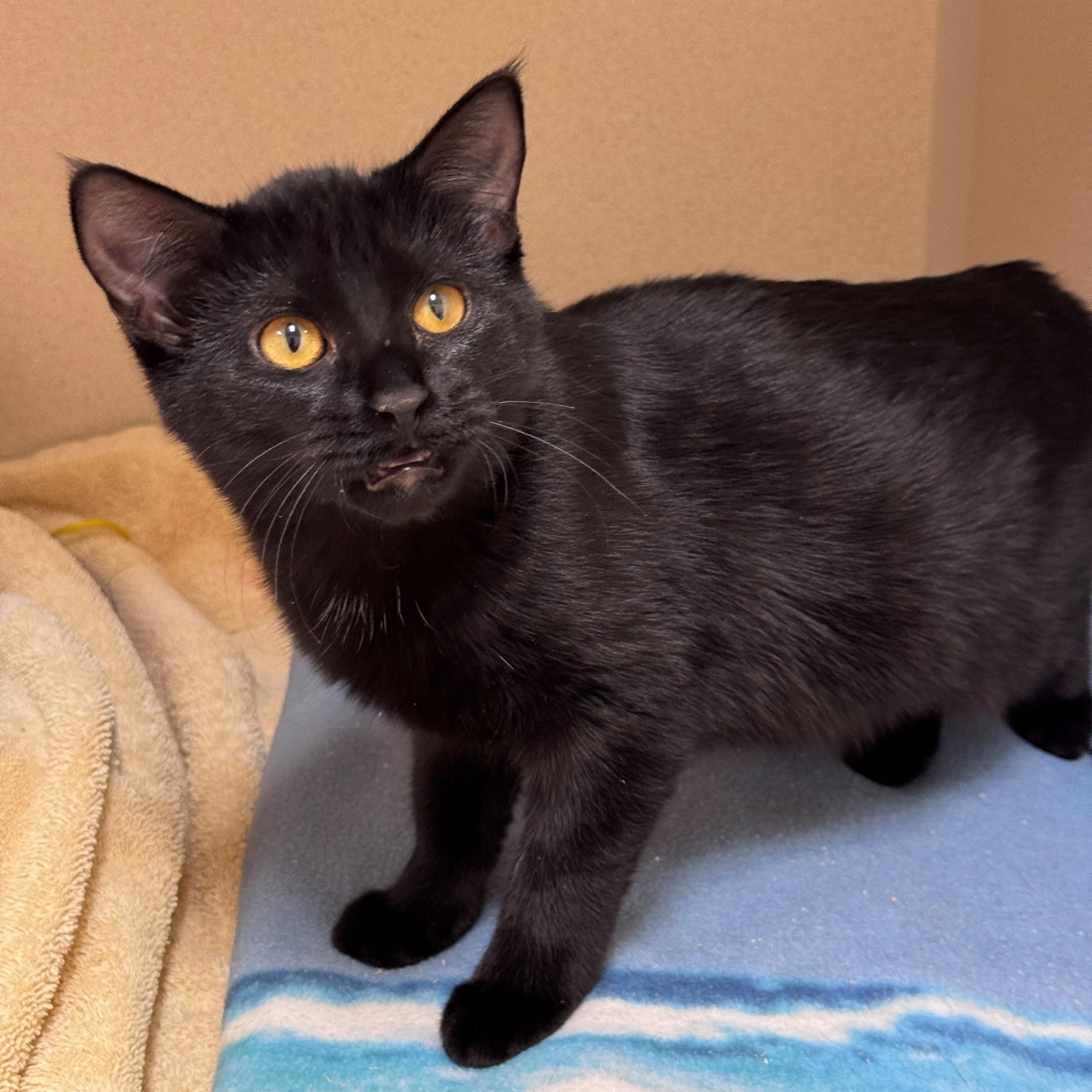 Enlarge Gloomy, a Adoptable American Shorthair in Hackensack, MN image 2/5