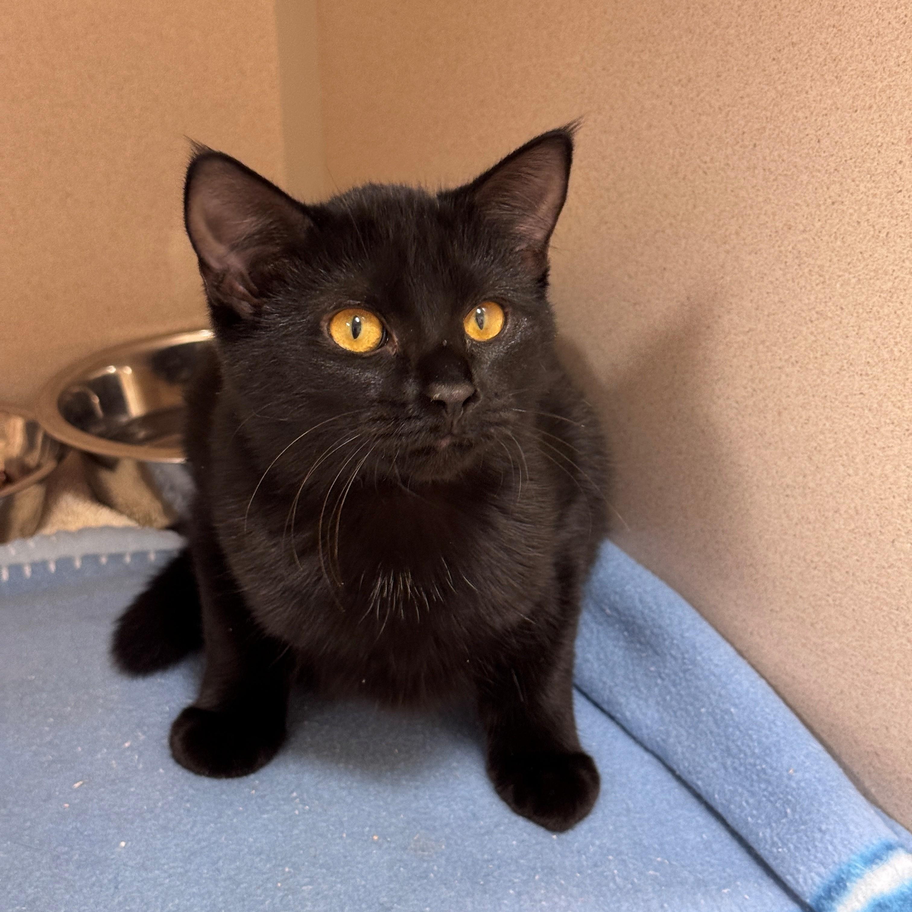 Enlarge Gloomy, a Adoptable American Shorthair in Hackensack, MN image 5/5