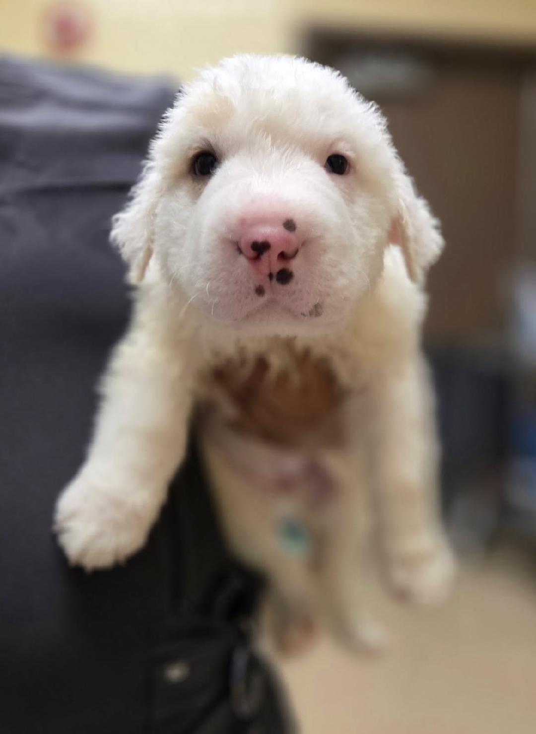Enlarge Link, an adopted mixed breed in Schertz, TX image 1/1