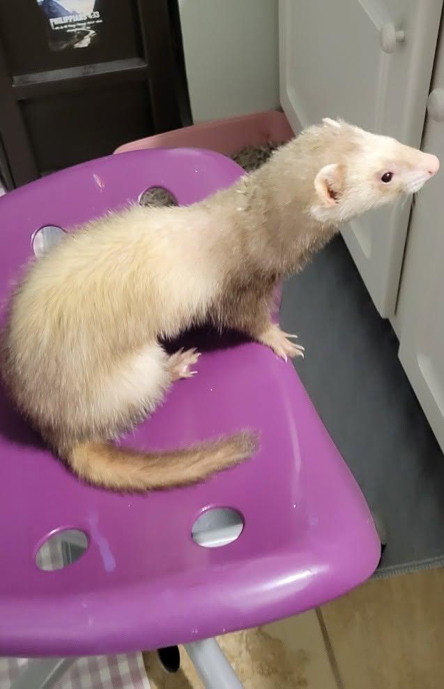 Enlarge Ruth, a ADOPTABLE Ferret in Acworth, GA image 1/1