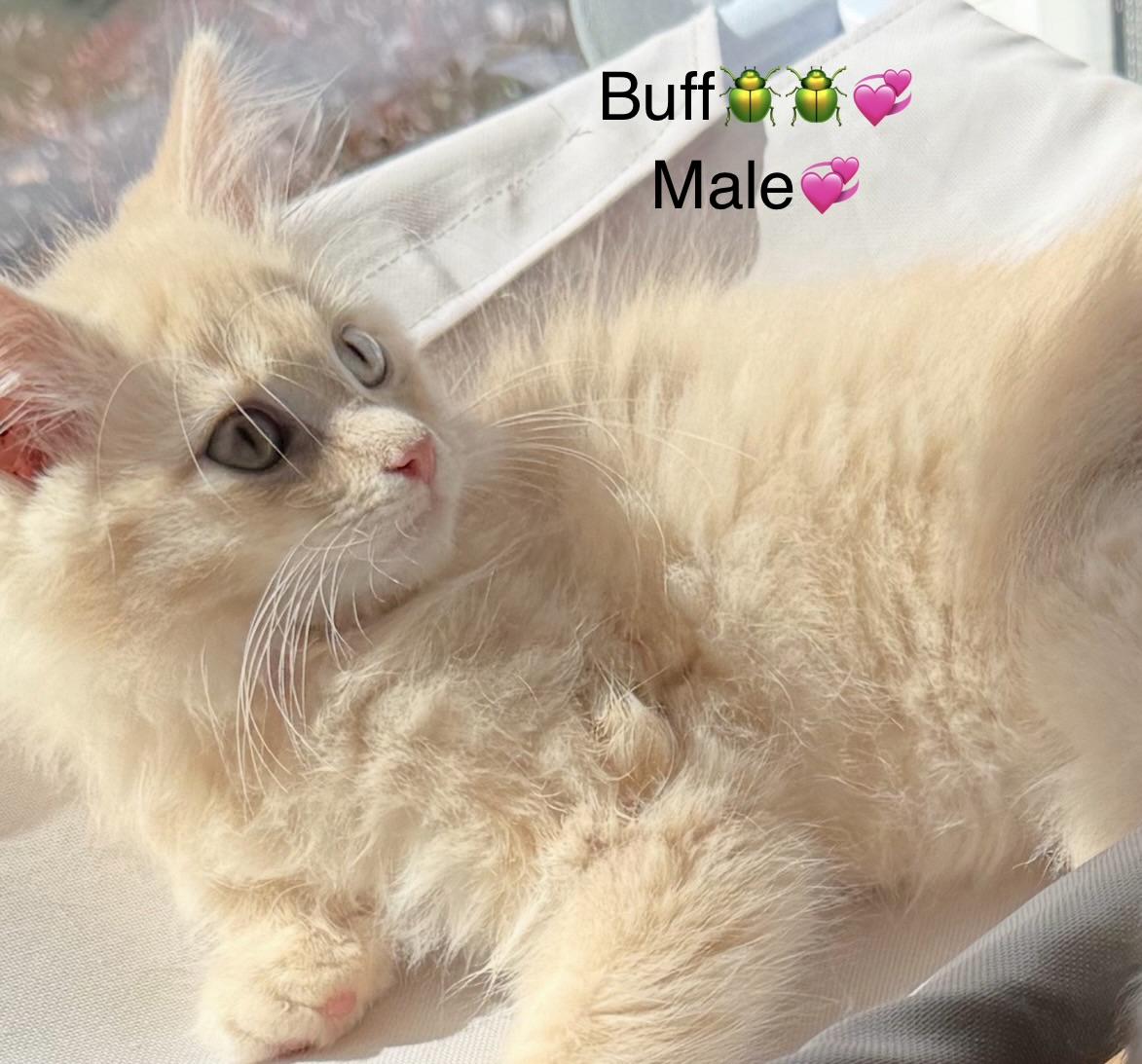 Enlarge Buff, Baby Grey, and Cream, a Adoptable mixed breed in Calais, ME image 3/4