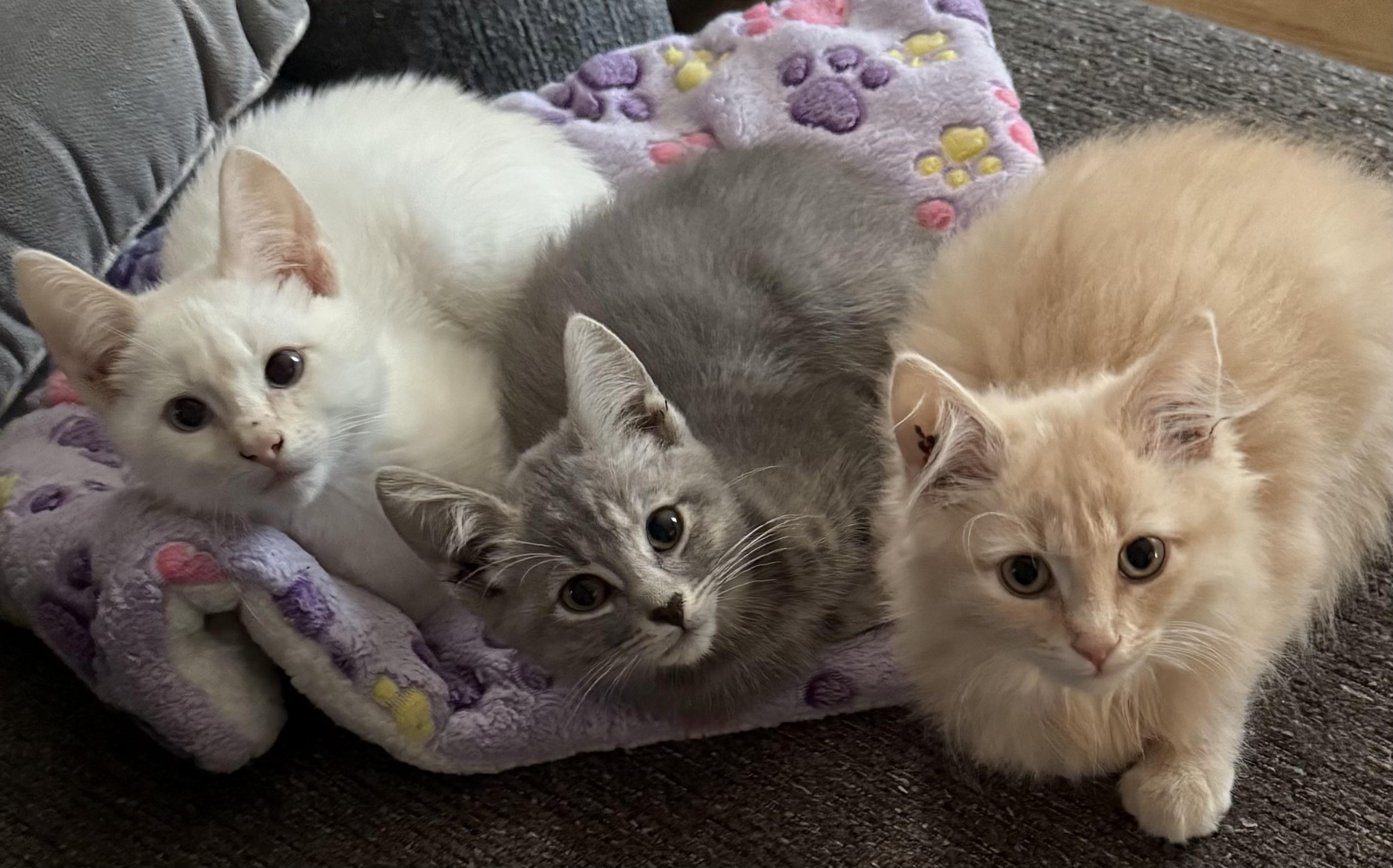 Buff, Baby Grey, and Cream, Adoptable, Kitten Male Domestic Medium Hair.