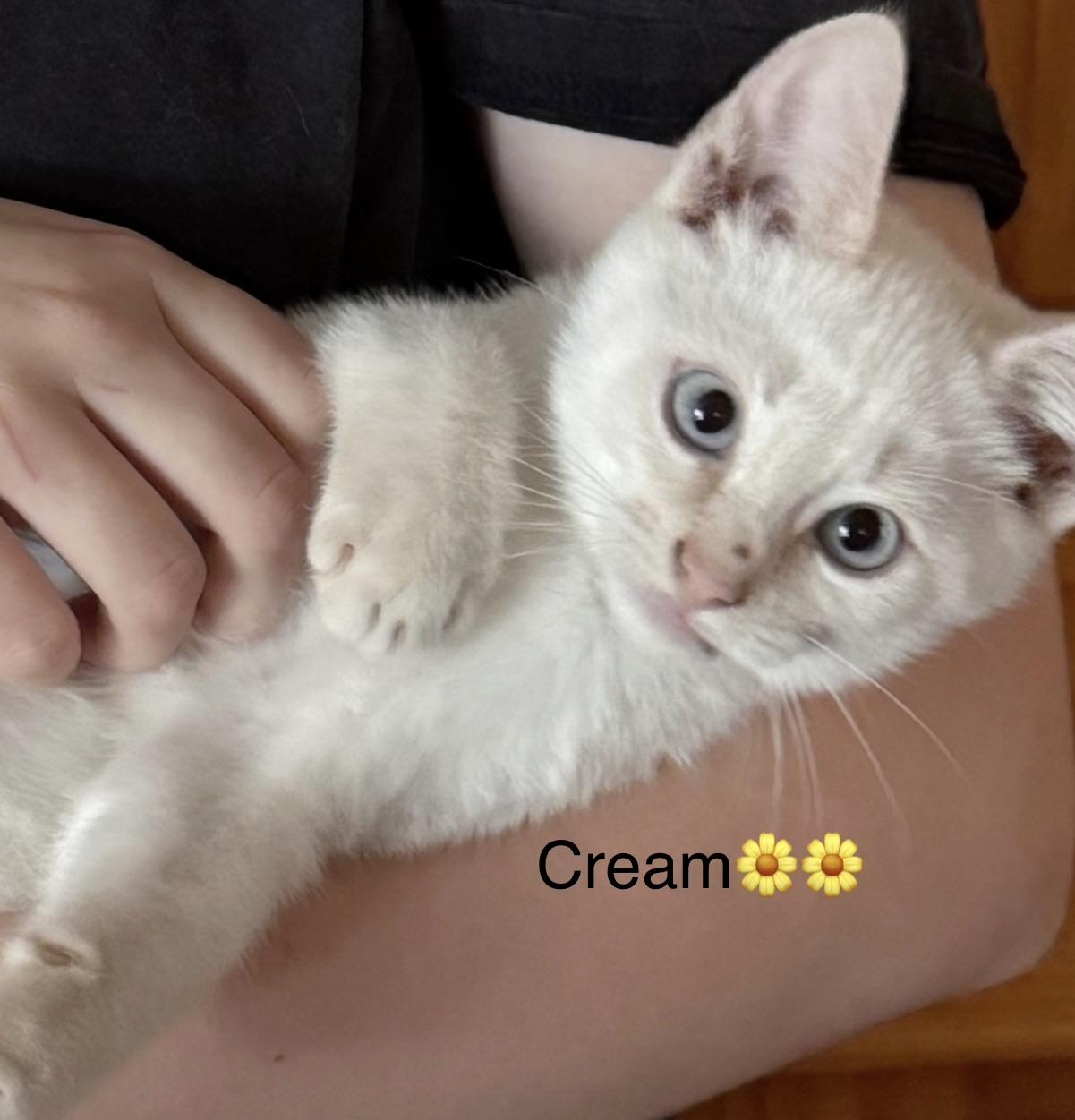 Enlarge Buff, Baby Grey, and Cream, a Adoptable mixed breed in Calais, ME image 4/4
