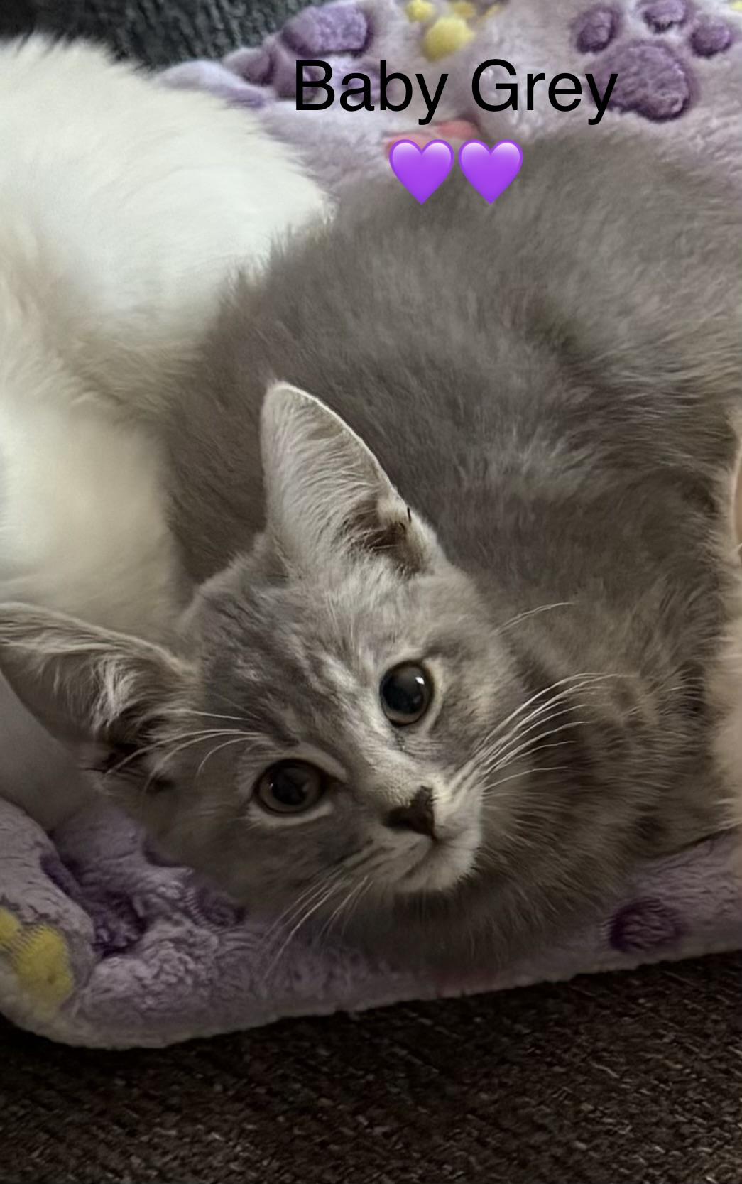 Enlarge Buff, Baby Grey, and Cream, a Adoptable mixed breed in Calais, ME image 2/4