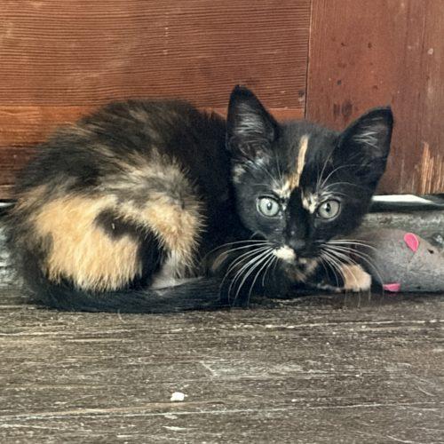 Dixie, Adoptable, Kitten Female Calico.