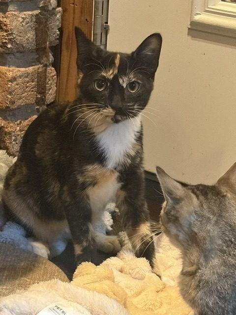 Enlarge Dixie, a Adoptable Calico in Paulina, LA image 2/2