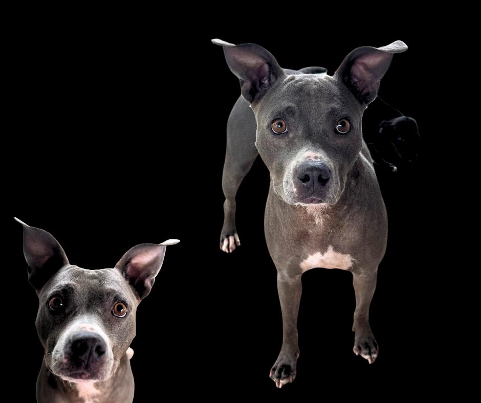 Barbie, Adoptable, Adult Female Bulldog.