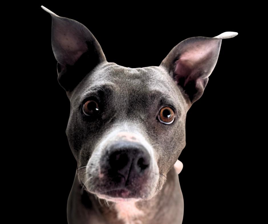 Enlarge Barbie, a Adoptable mixed breed in Troy, AL image 3/3