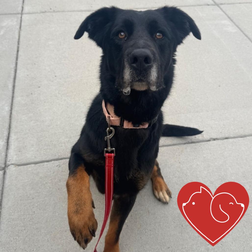 Bailey, Adoptable, Adult Female Black Labrador Retriever & German Shepherd Dog.