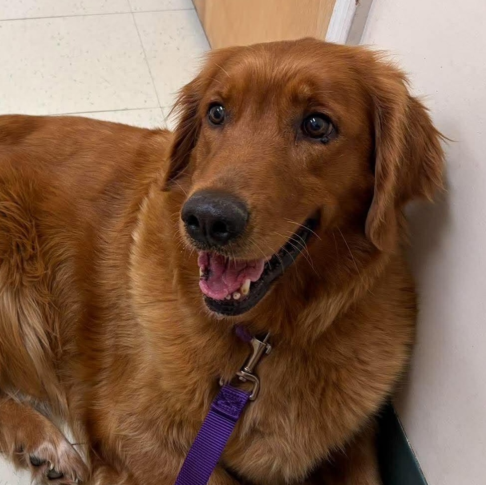 Enlarge Lucy Lou, a Adopted Golden Retriever in Branchport, NY image 2/6