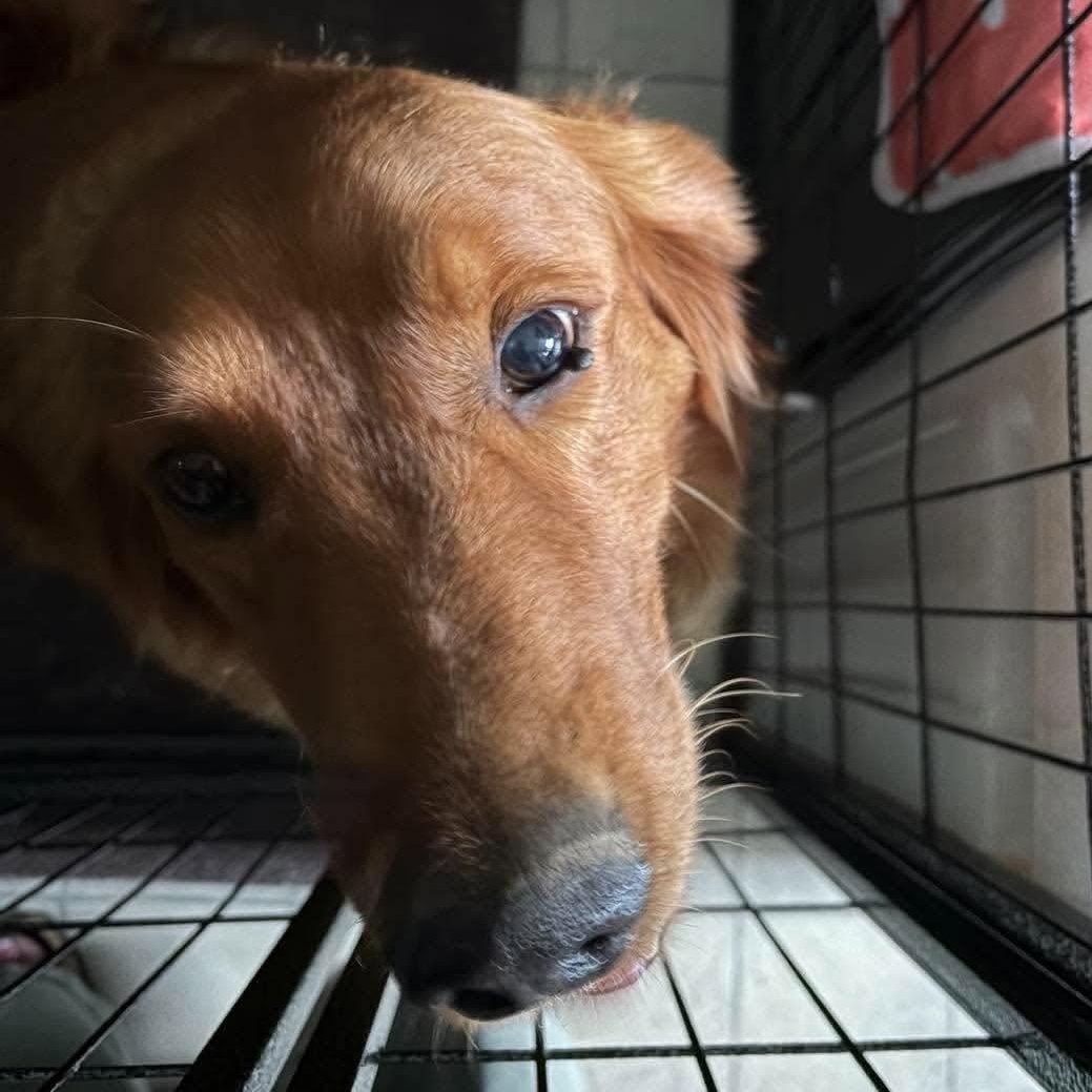 Enlarge Lucy Lou, a Adopted Golden Retriever in Branchport, NY image 6/6