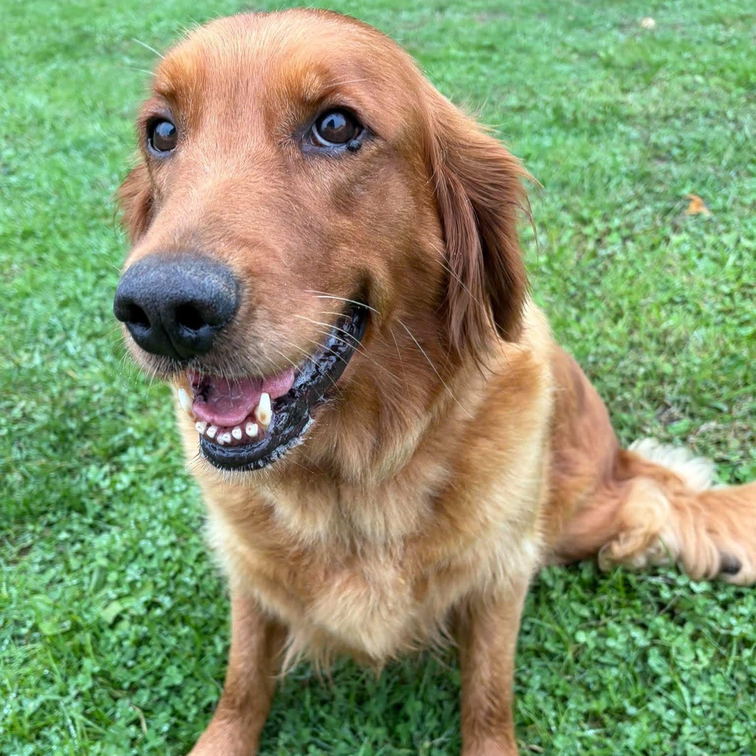 Enlarge Lucy Lou, a Adopted Golden Retriever in Branchport, NY image 3/6