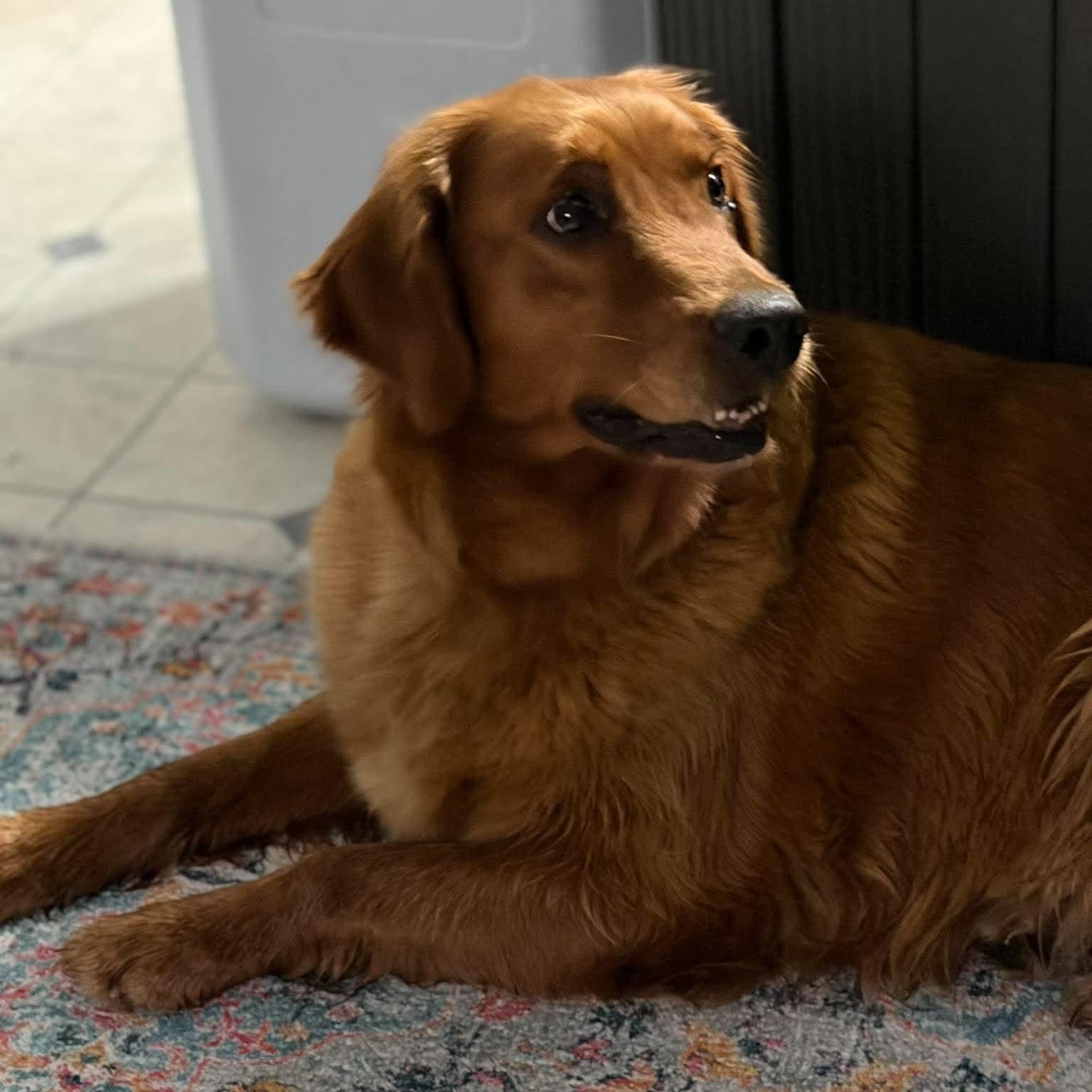 Enlarge Lucy Lou, a Adopted Golden Retriever in Branchport, NY image 5/6