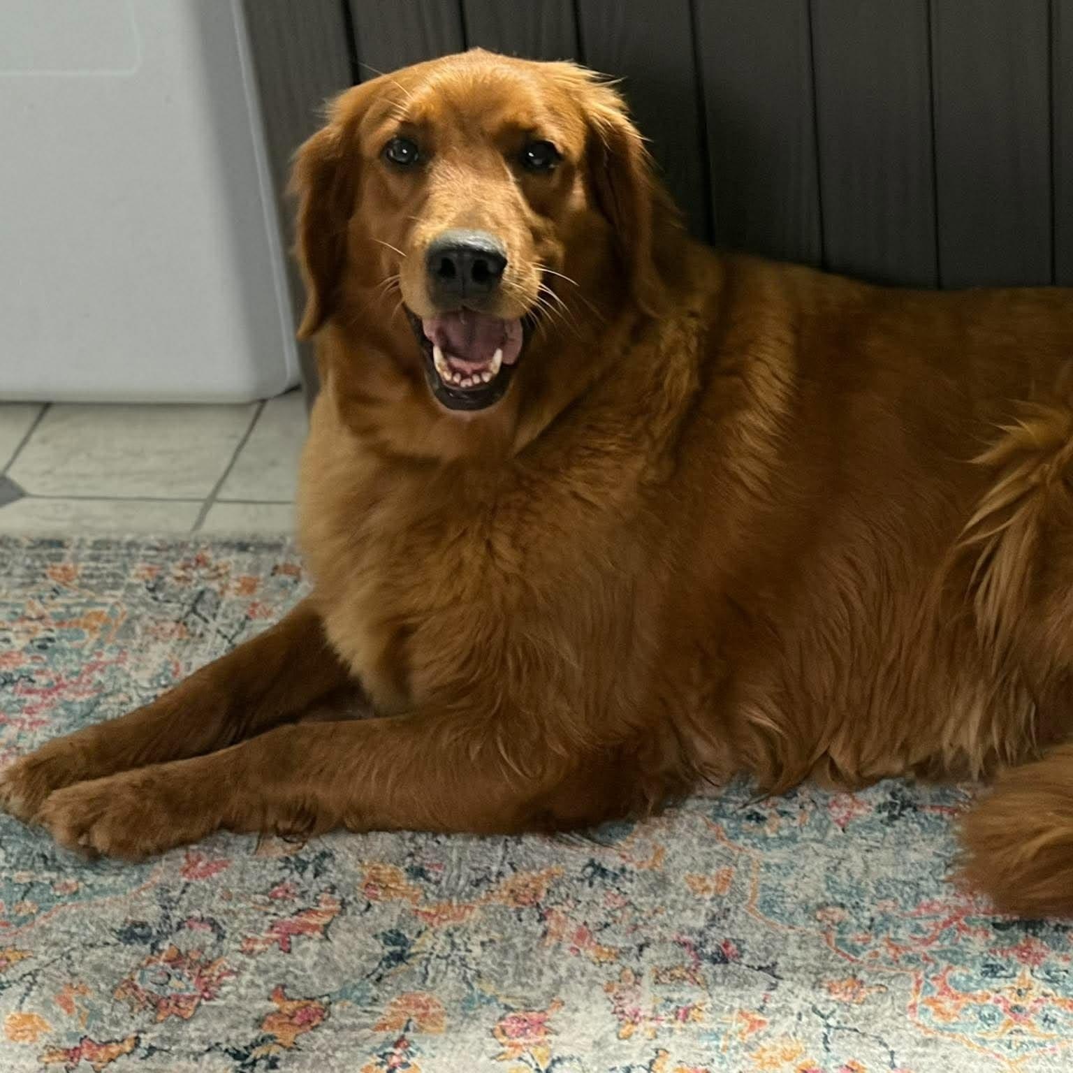 Lucy Lou, Adopted, Adult Female Golden Retriever.