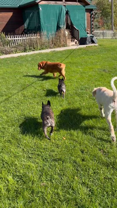 Enlarge Lucy Lou, a Adopted Golden Retriever in Branchport, NY video 4/6